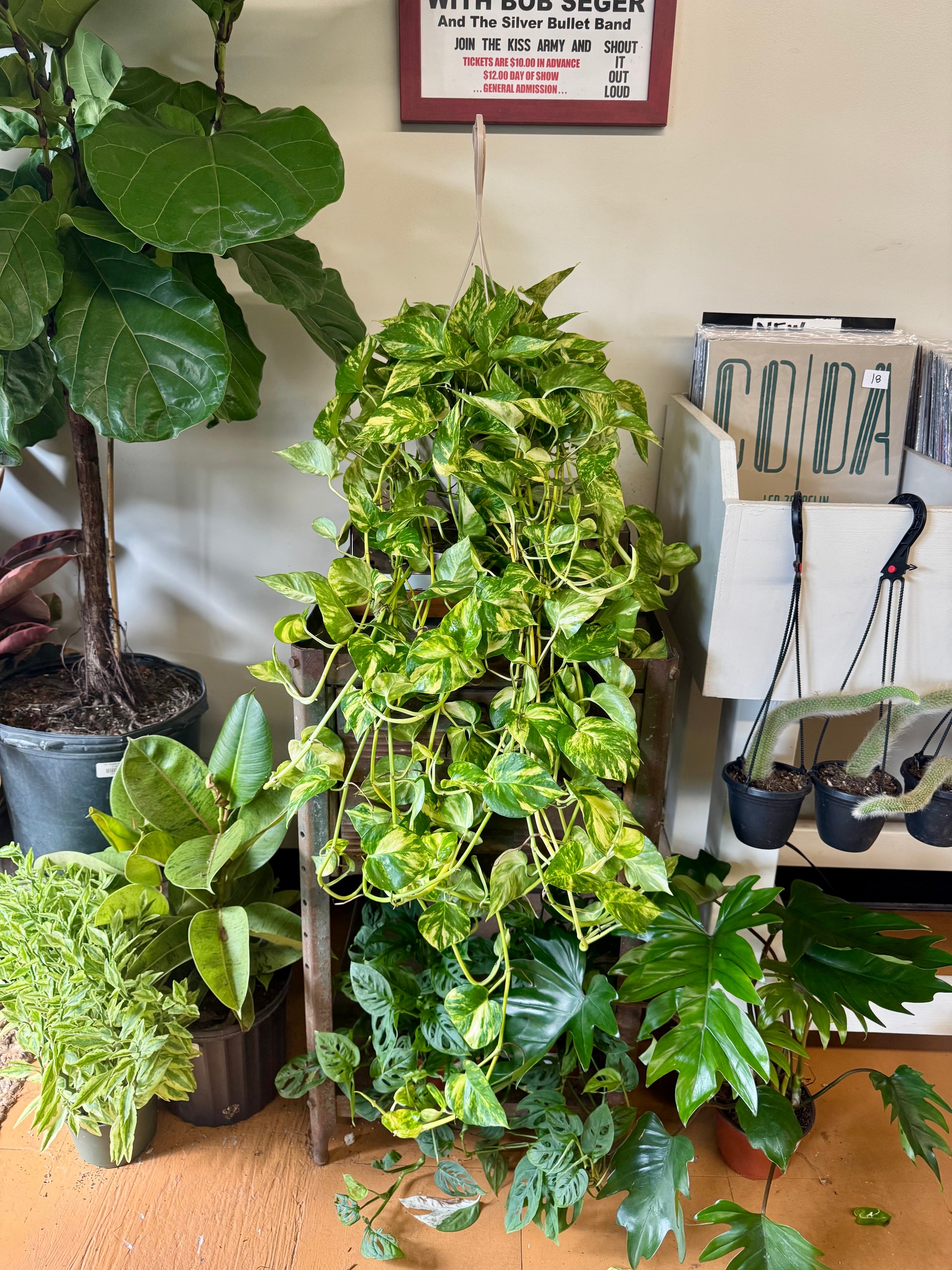 8”HB Churchill Gold Pothos