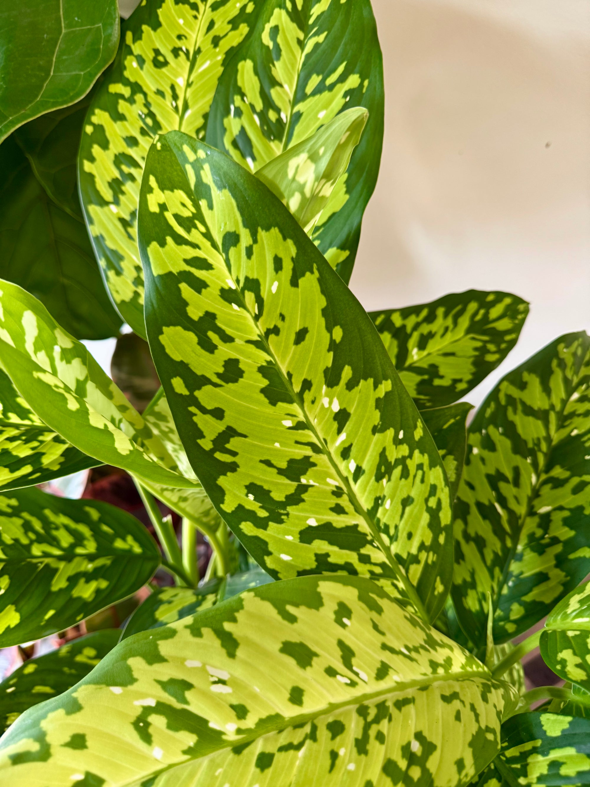 6” Dieffenbachia Military