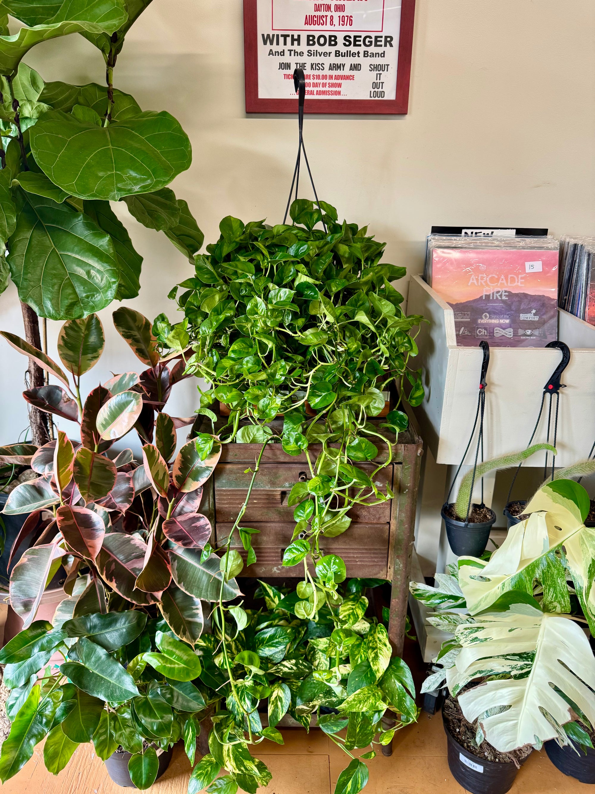 8”HB Global Green Pothos