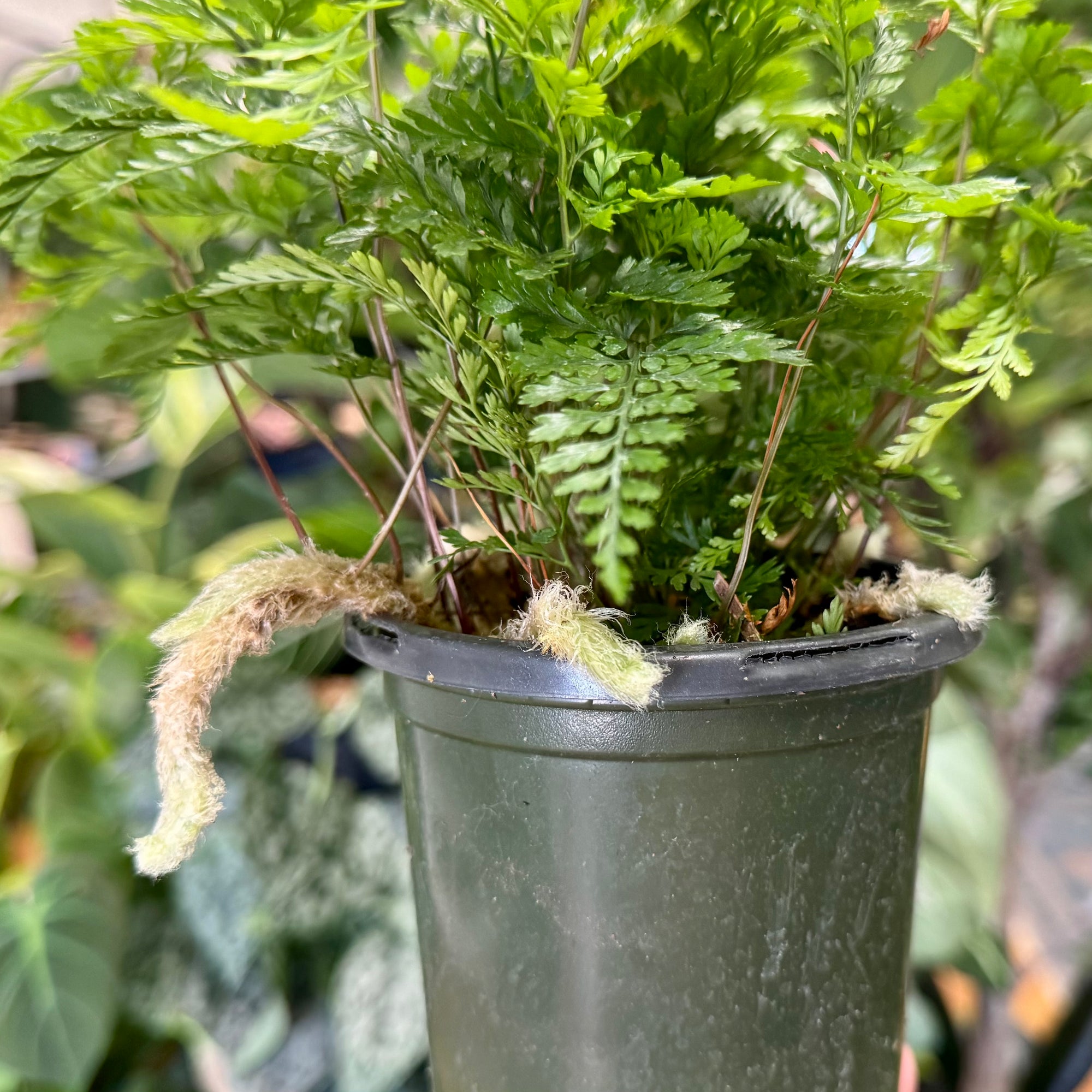 4” Rabbit Foot Fern