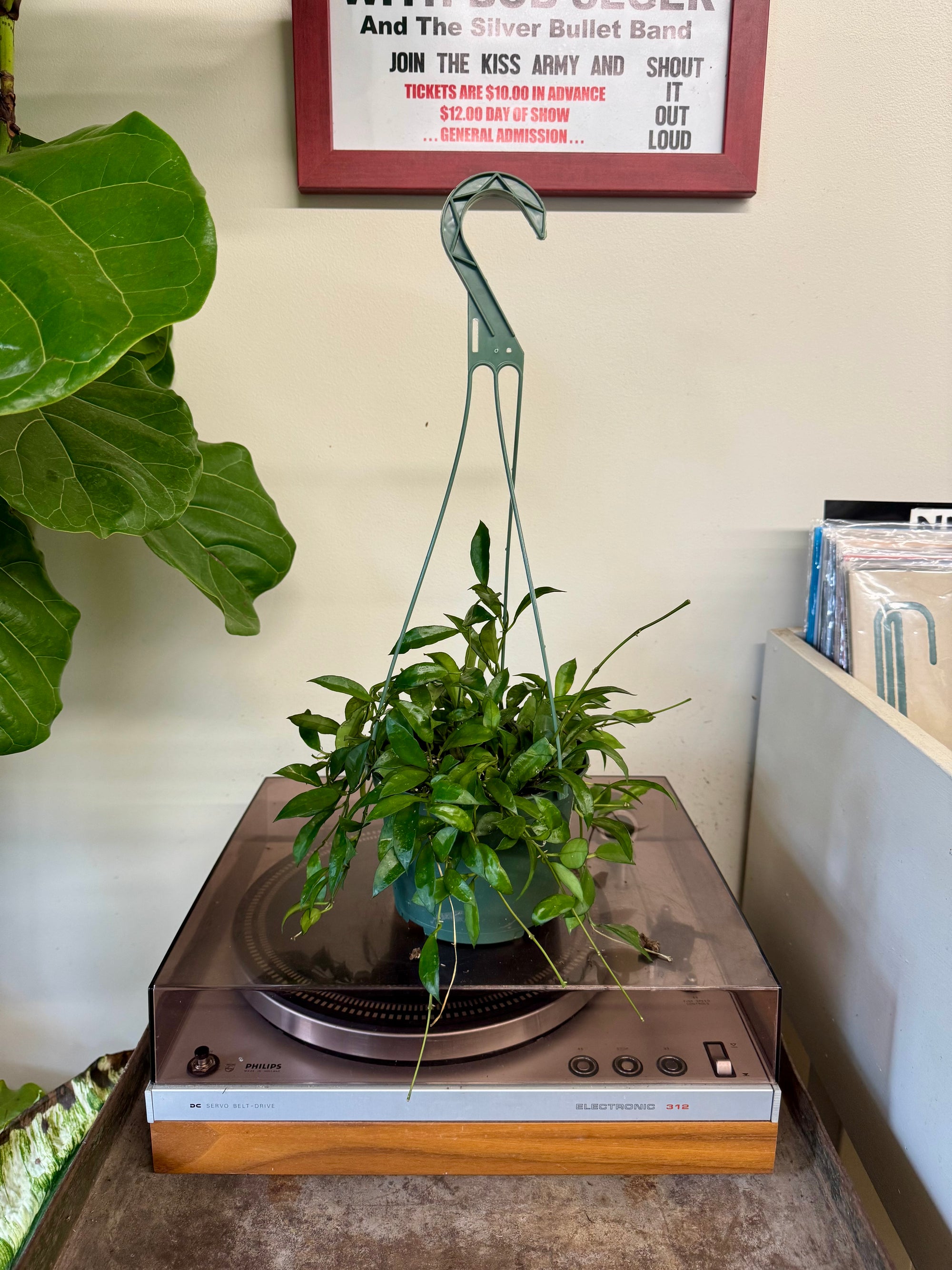 6”HB Hoya Lacunosa