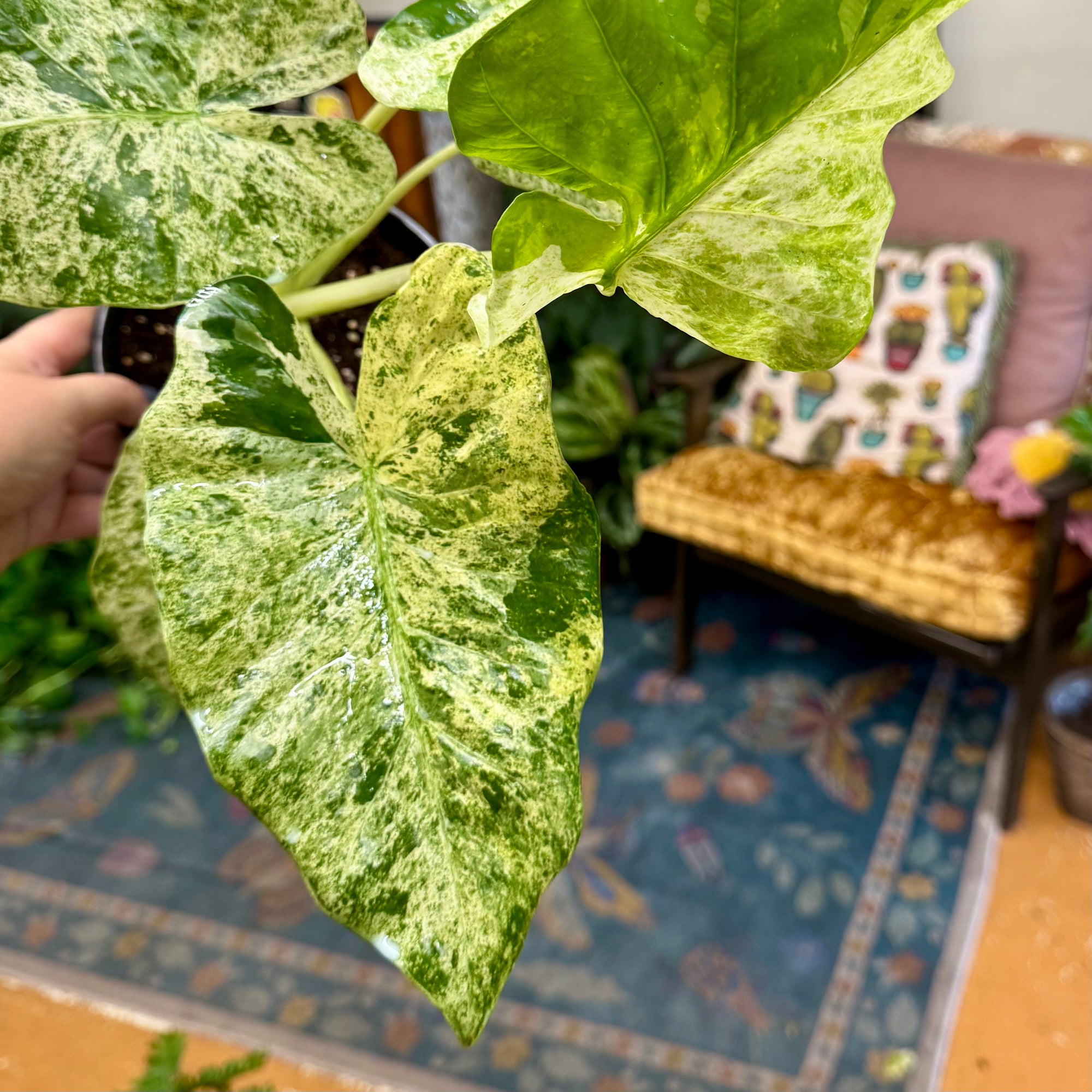 6” Alocasia Blizzard