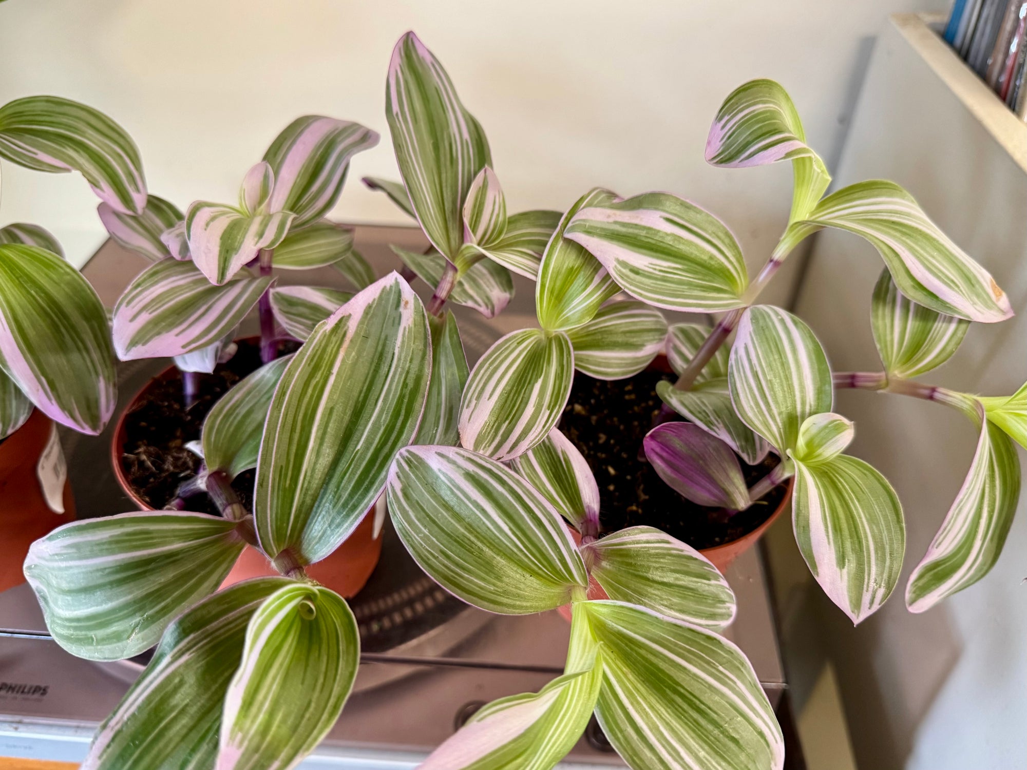 4” Tradescantia Bubblegum