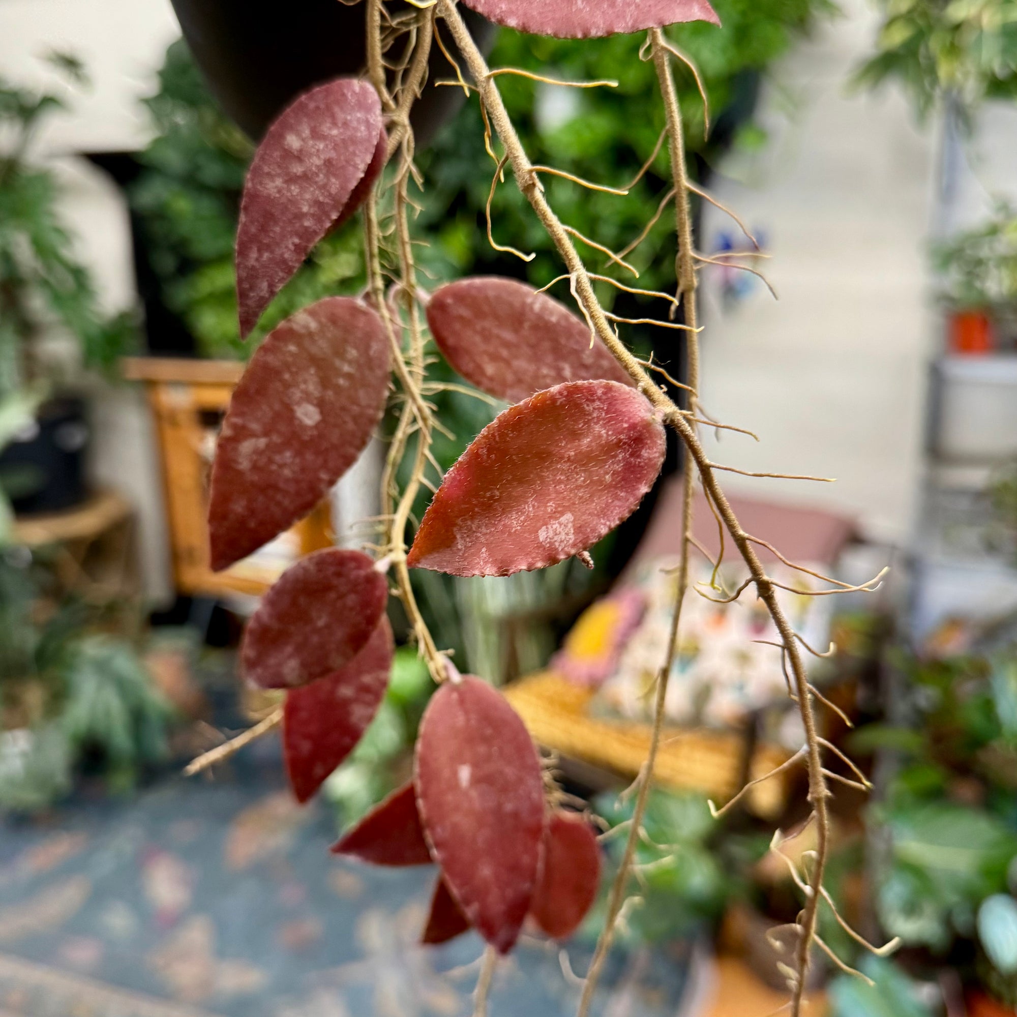 4”HB Hoya Caudata Sumatra