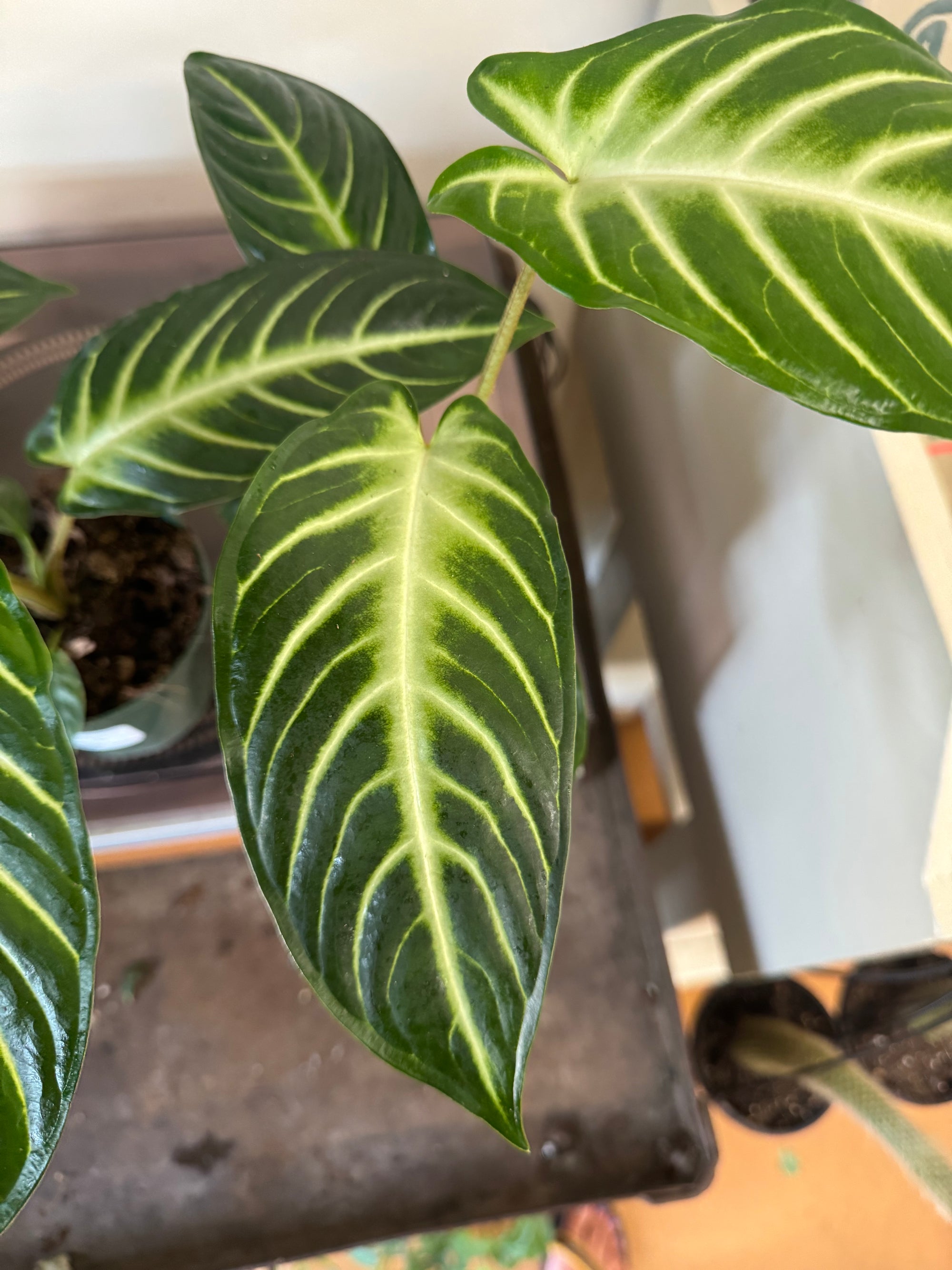 4” Xanthosoma Lindenii Magnificum