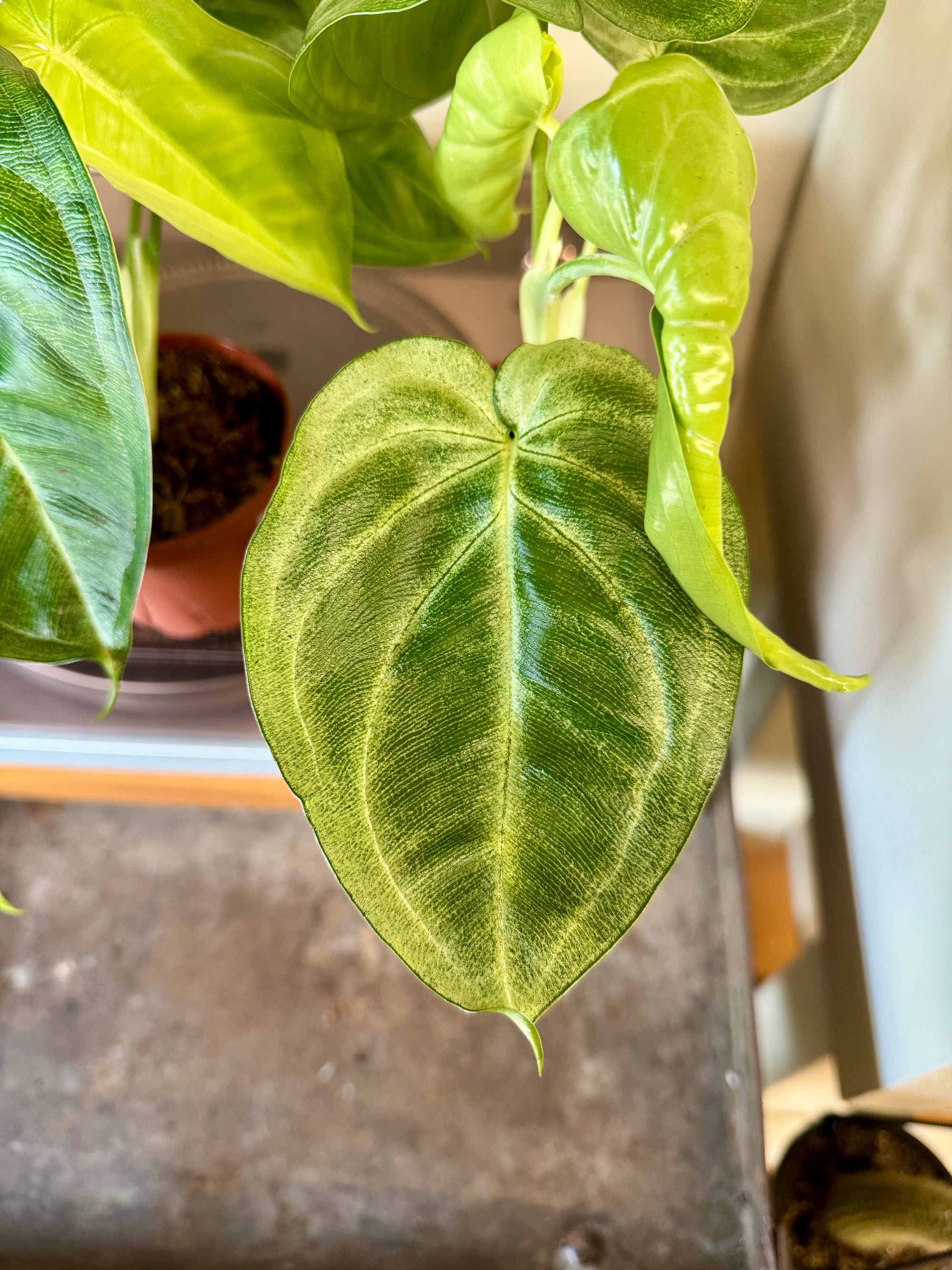 4” Syngonium Macrophyllum 'Ice Frost'