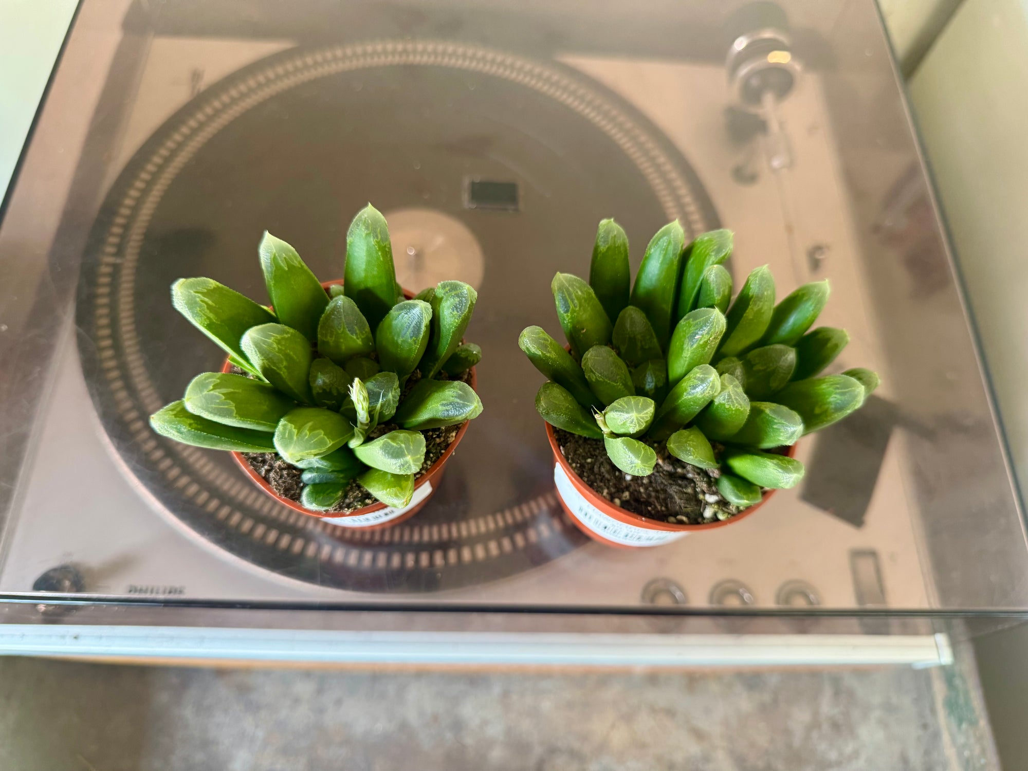 2.5” Haworthia Turgida