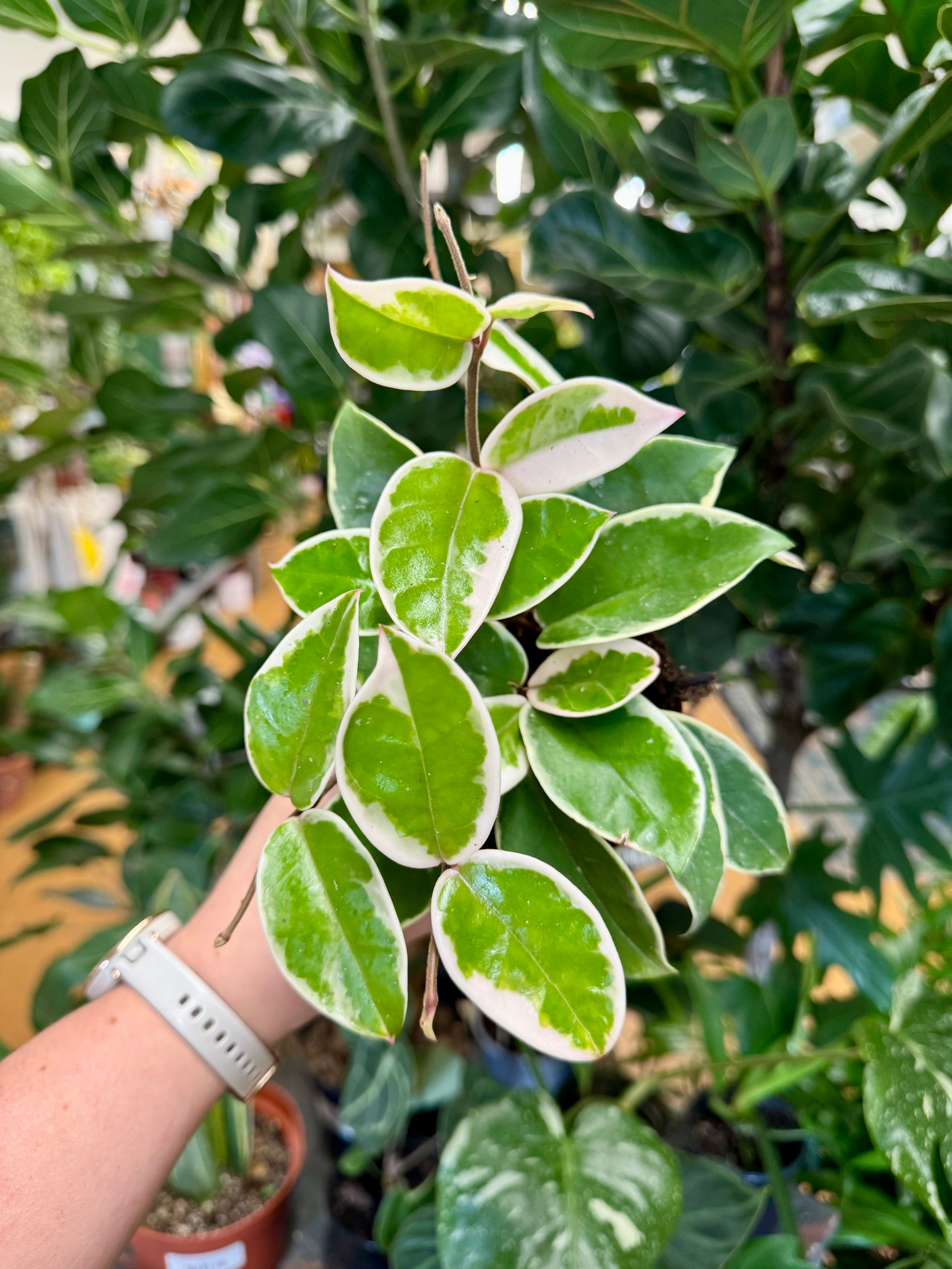 4” Hoya Queen