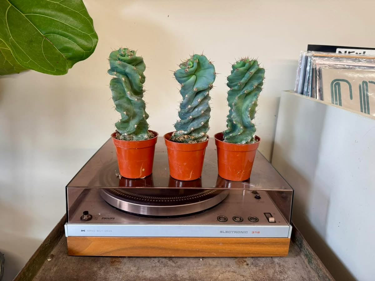 3.25” Cereus Spiral