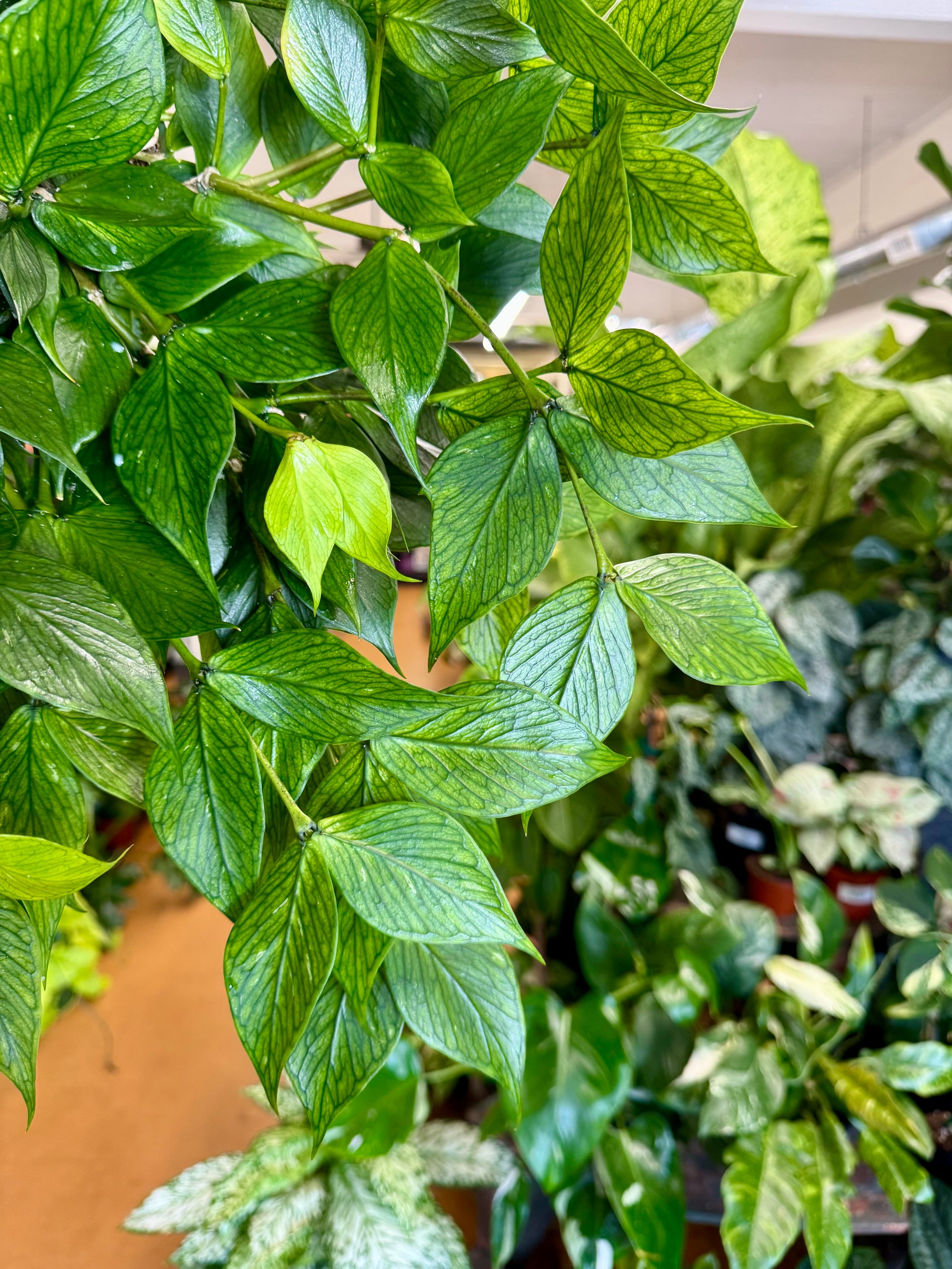 6”HB Hoya Polyneura