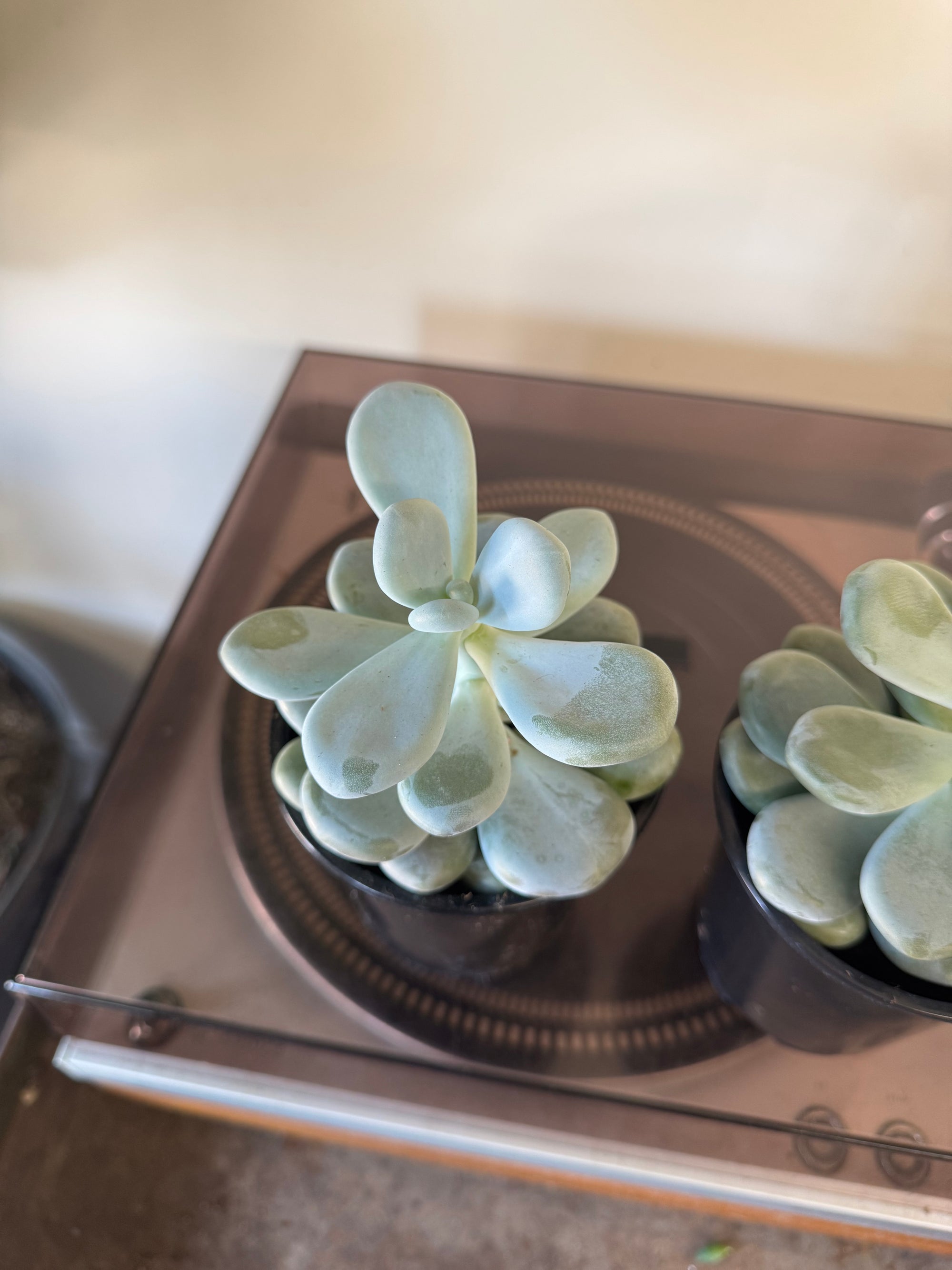 4” Pachyphytum ‘Moonstone’