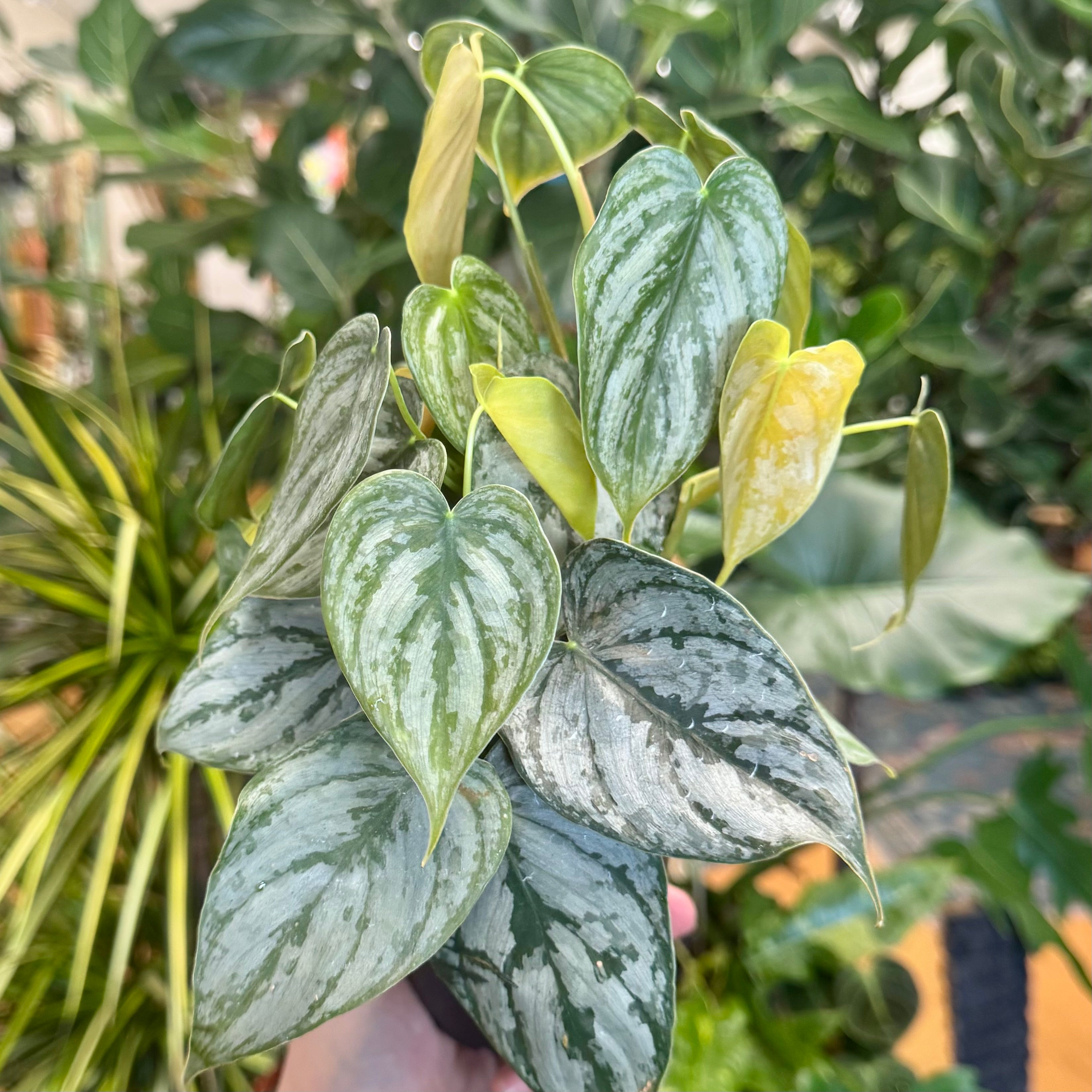 4" Philodendron Brandi  Bloomora Botanicals