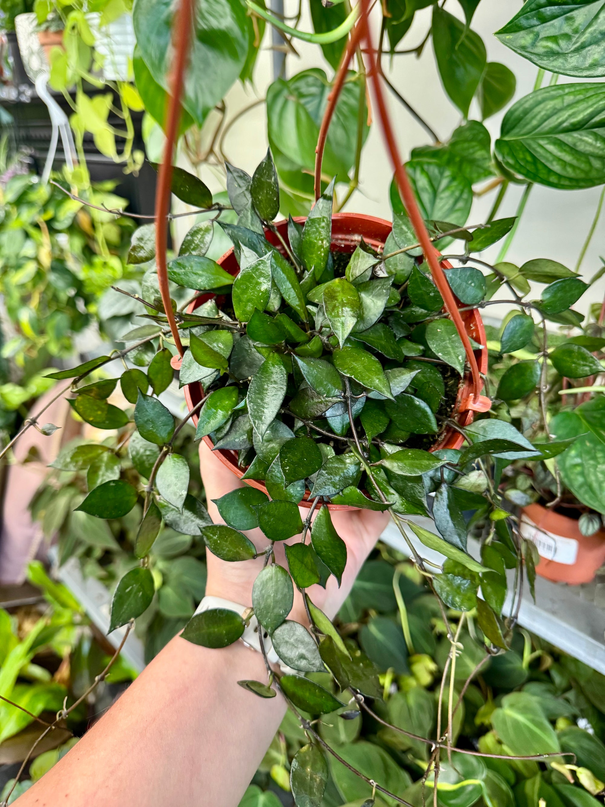 6”HB Hoya Krohniana Black