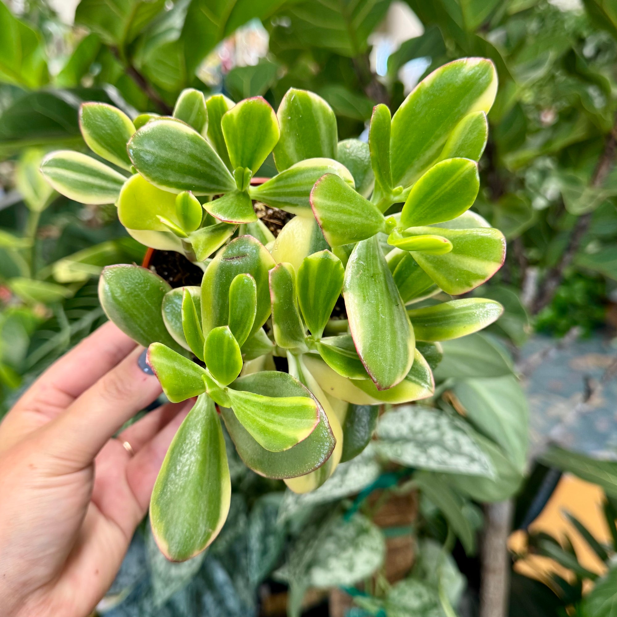 4” Reverse Variegated Jade