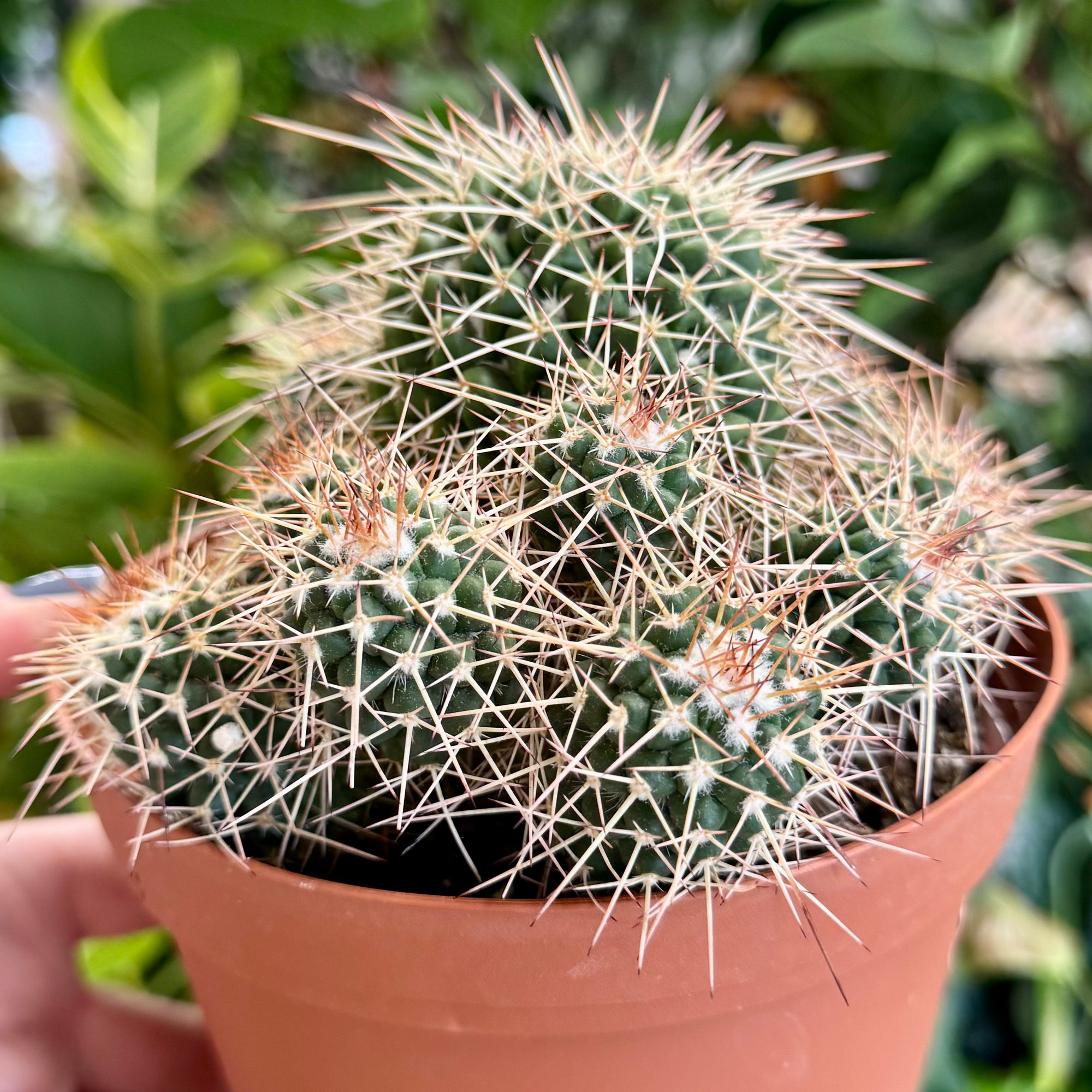 6” Mammillaria Polythele Sp.