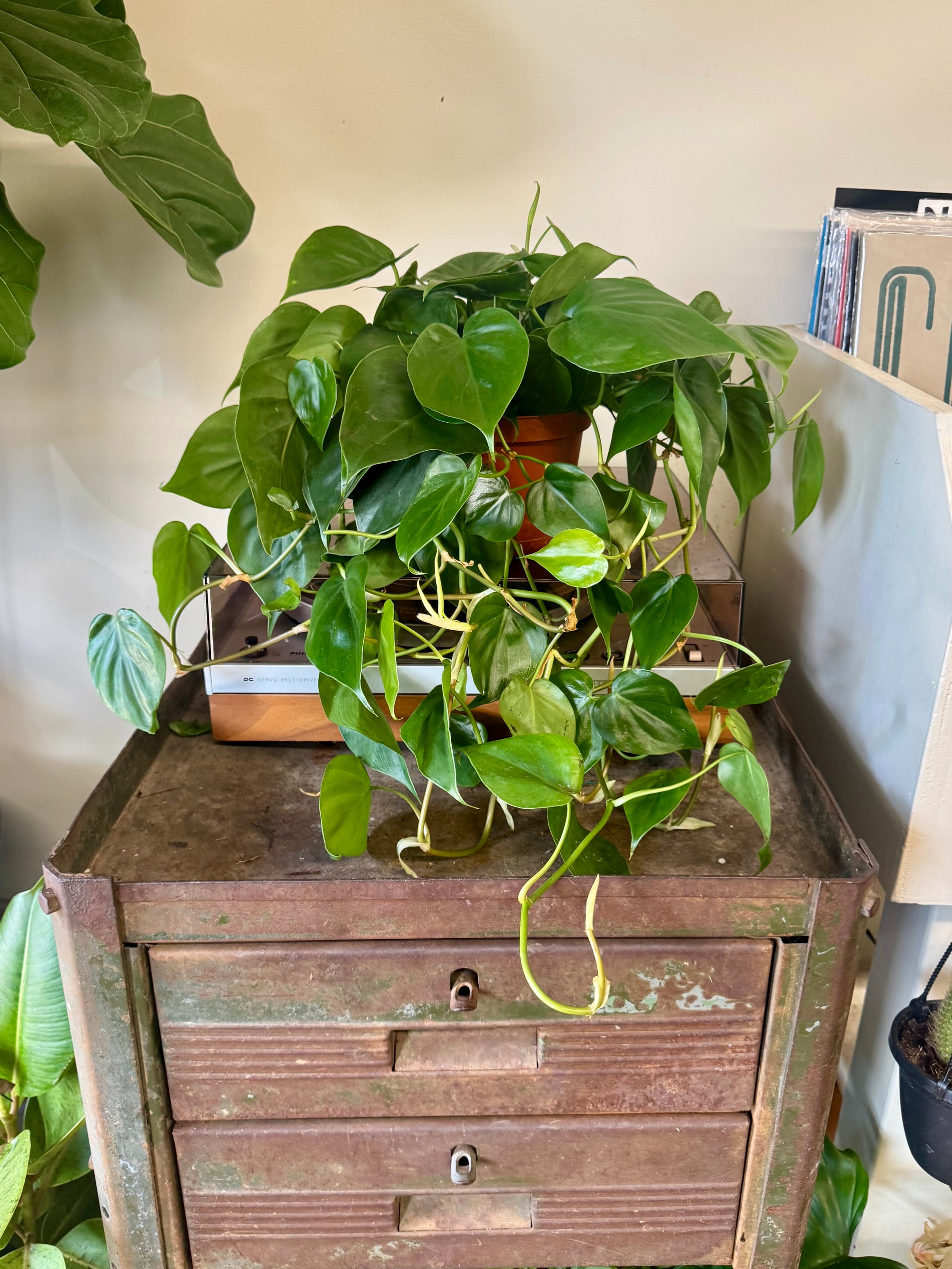 6” Philodendron Heartleaf XL