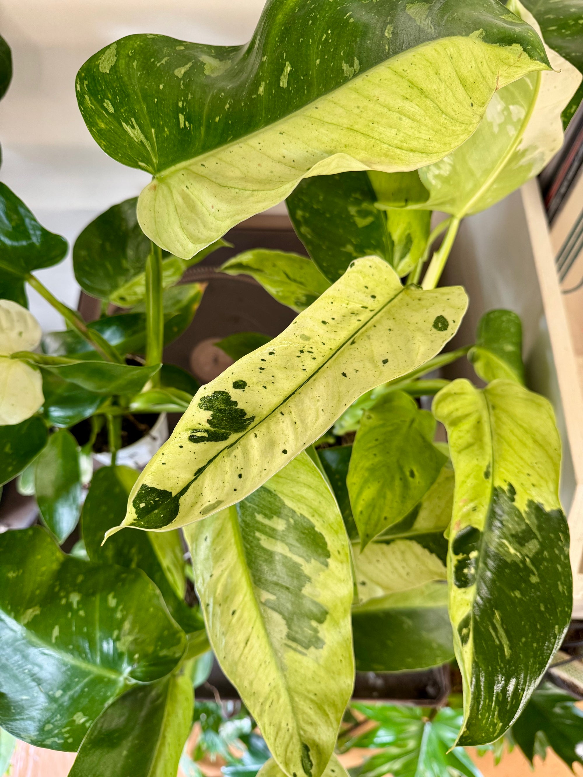 4" Philodendron 'Jose Bueno’