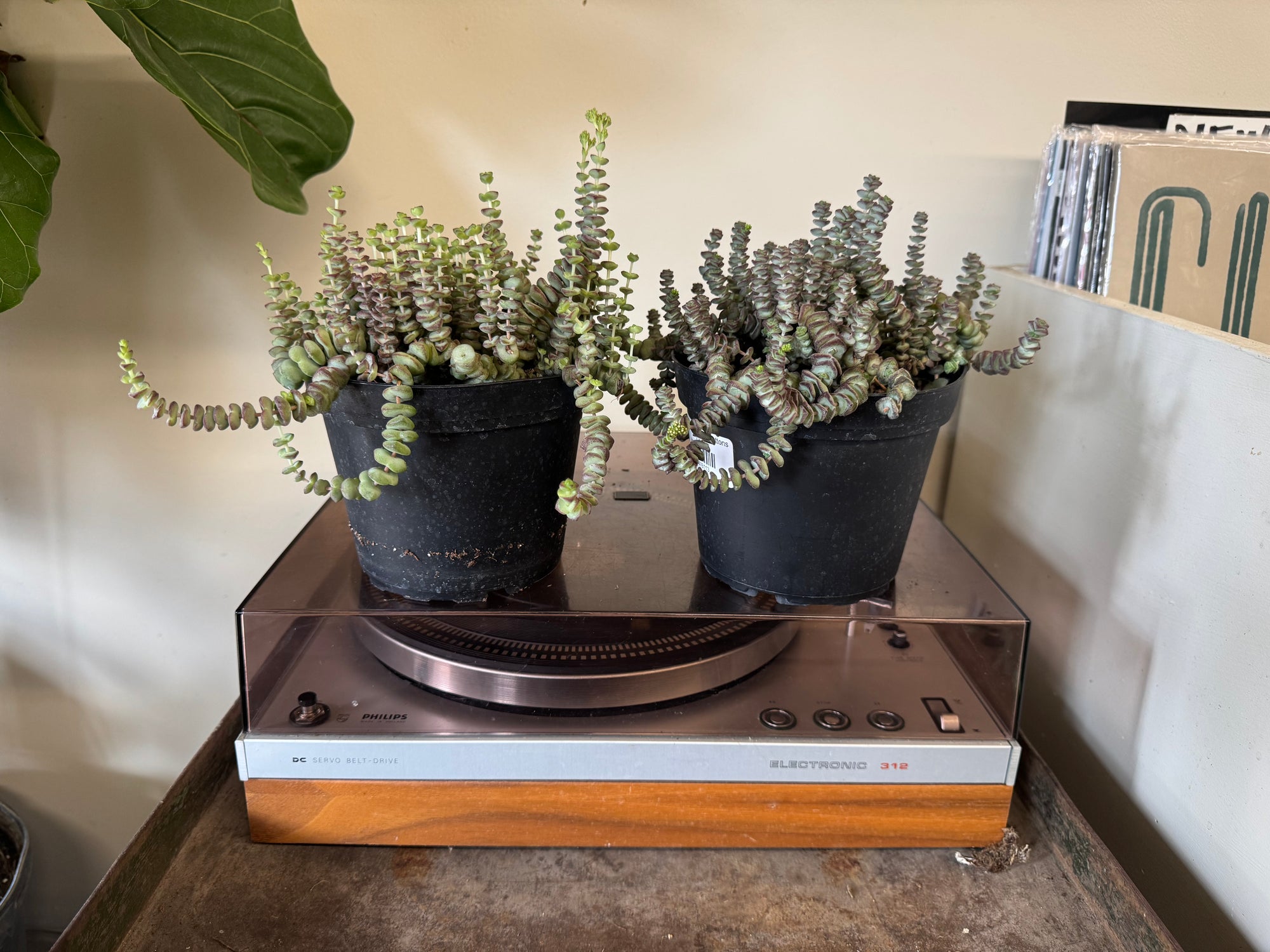 6” Baby String of Buttons