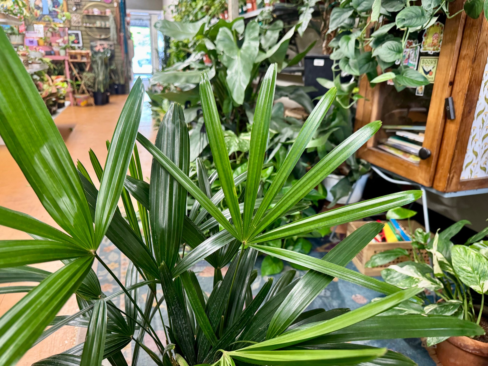 6” Rhapis Palm