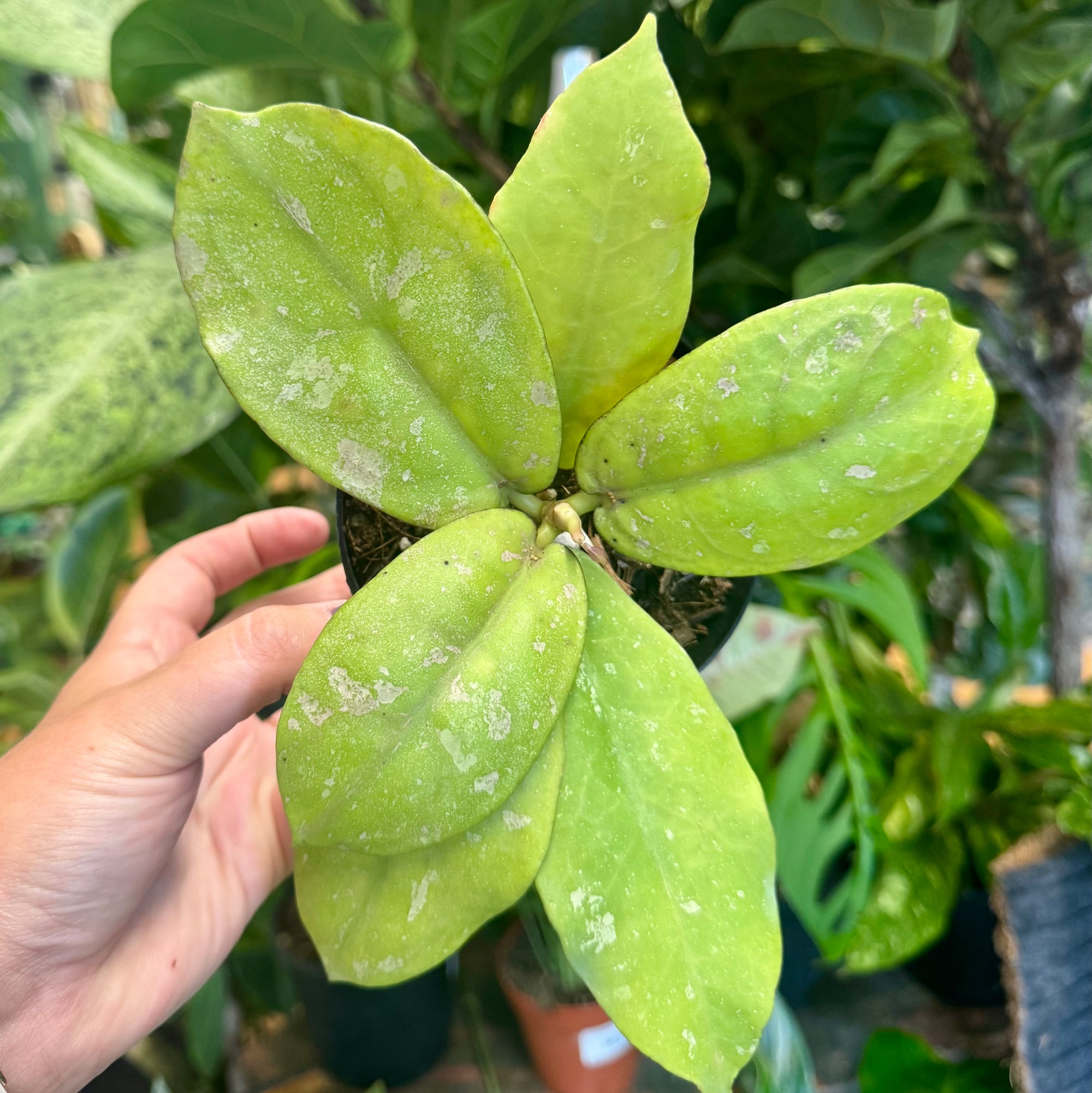 4” Hoya Mitrata Splash