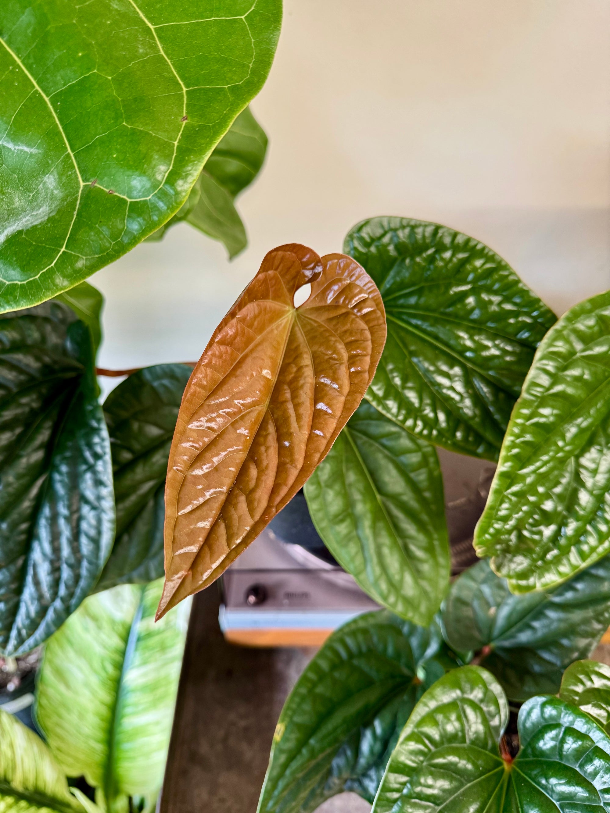 6” Anthurium Radicans