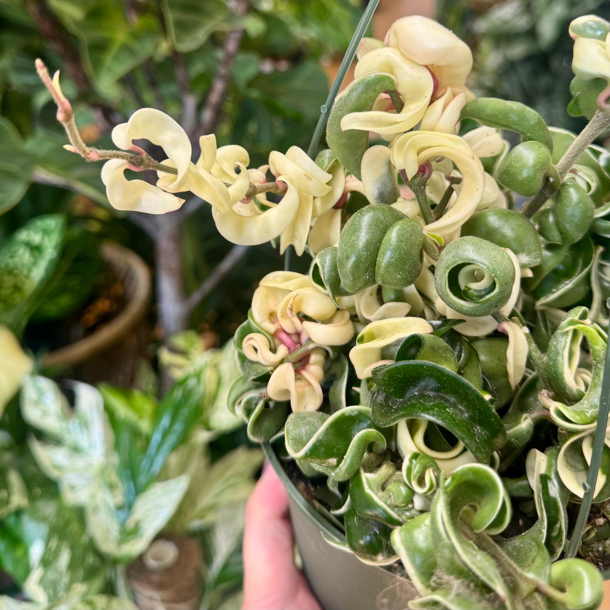 6”HB Variegated Hoya Compacta