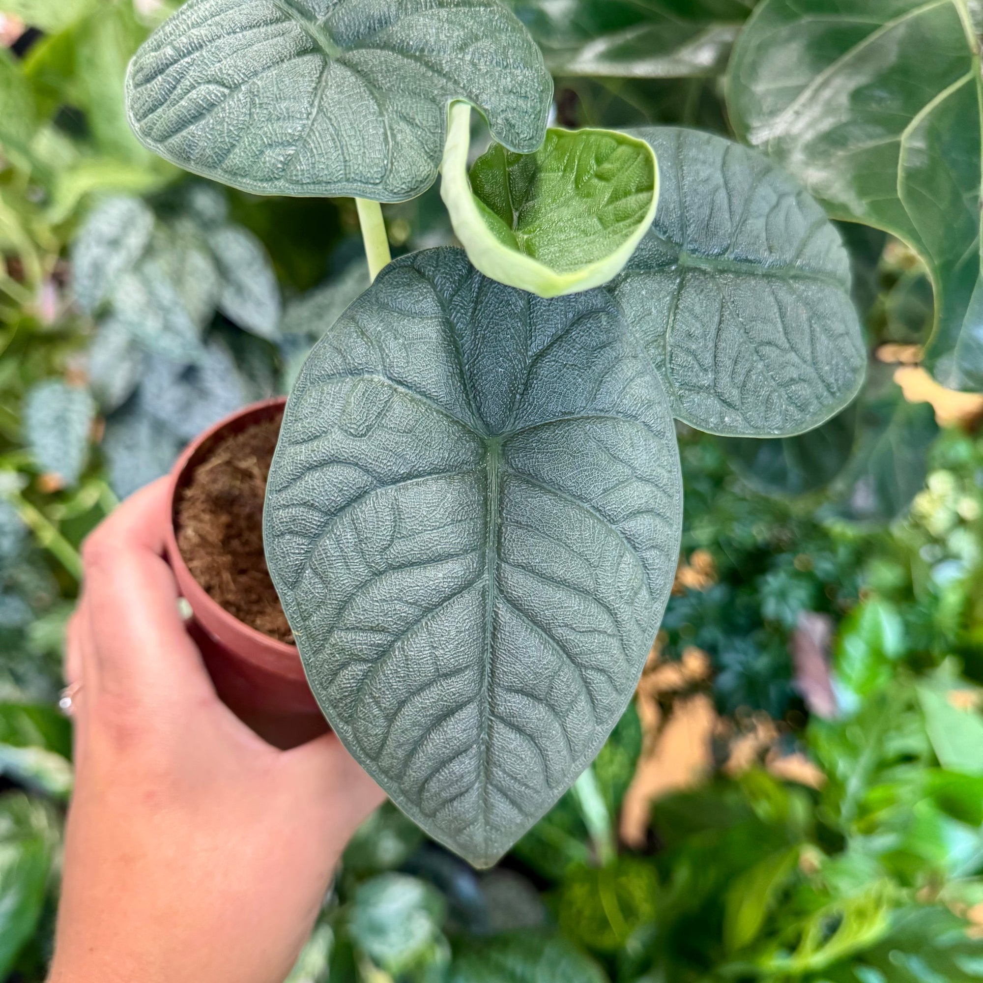 4” Alocasia Melo
