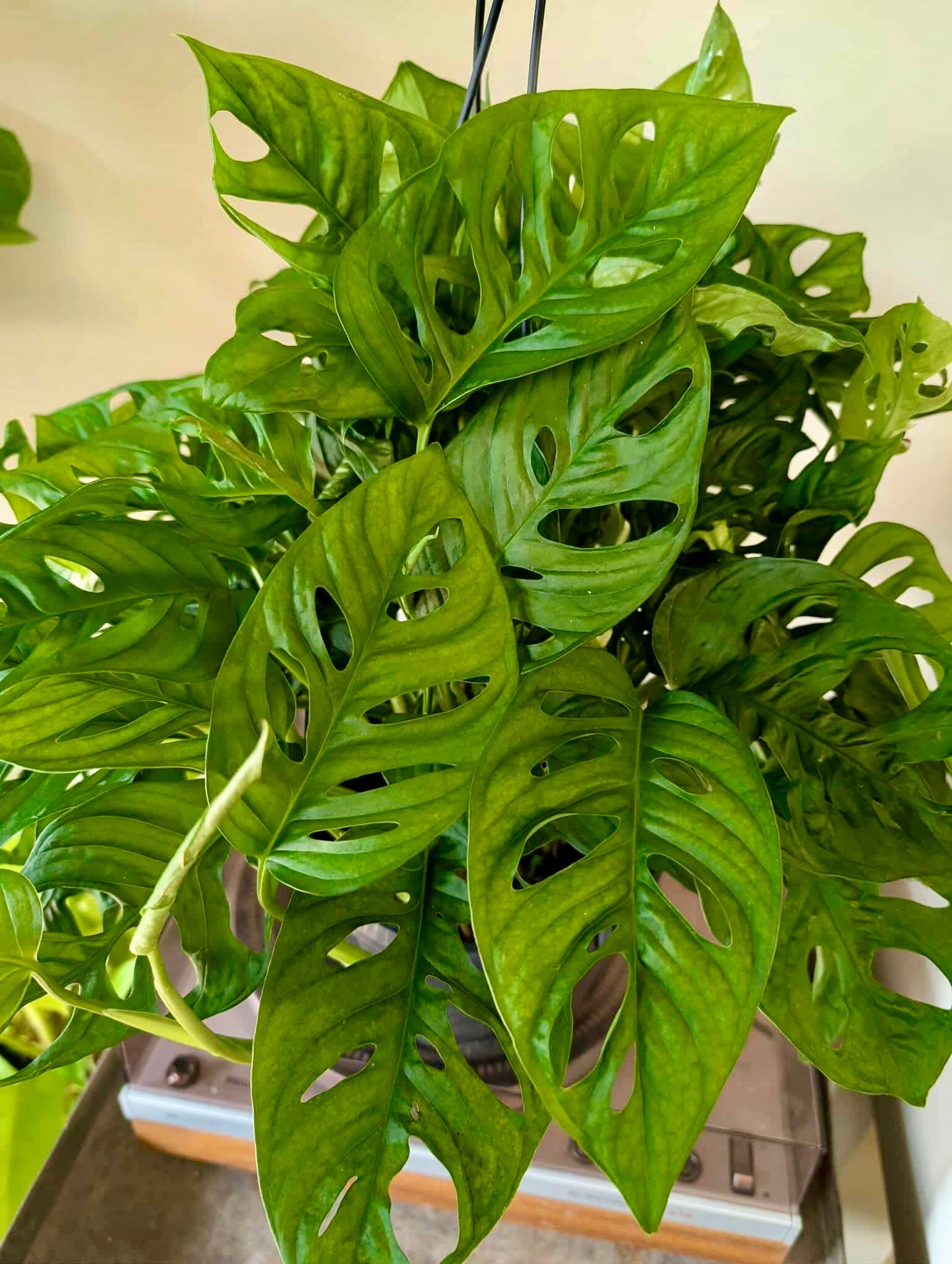 8”HB Adansonii ‘Swiss Cheese’ Wide