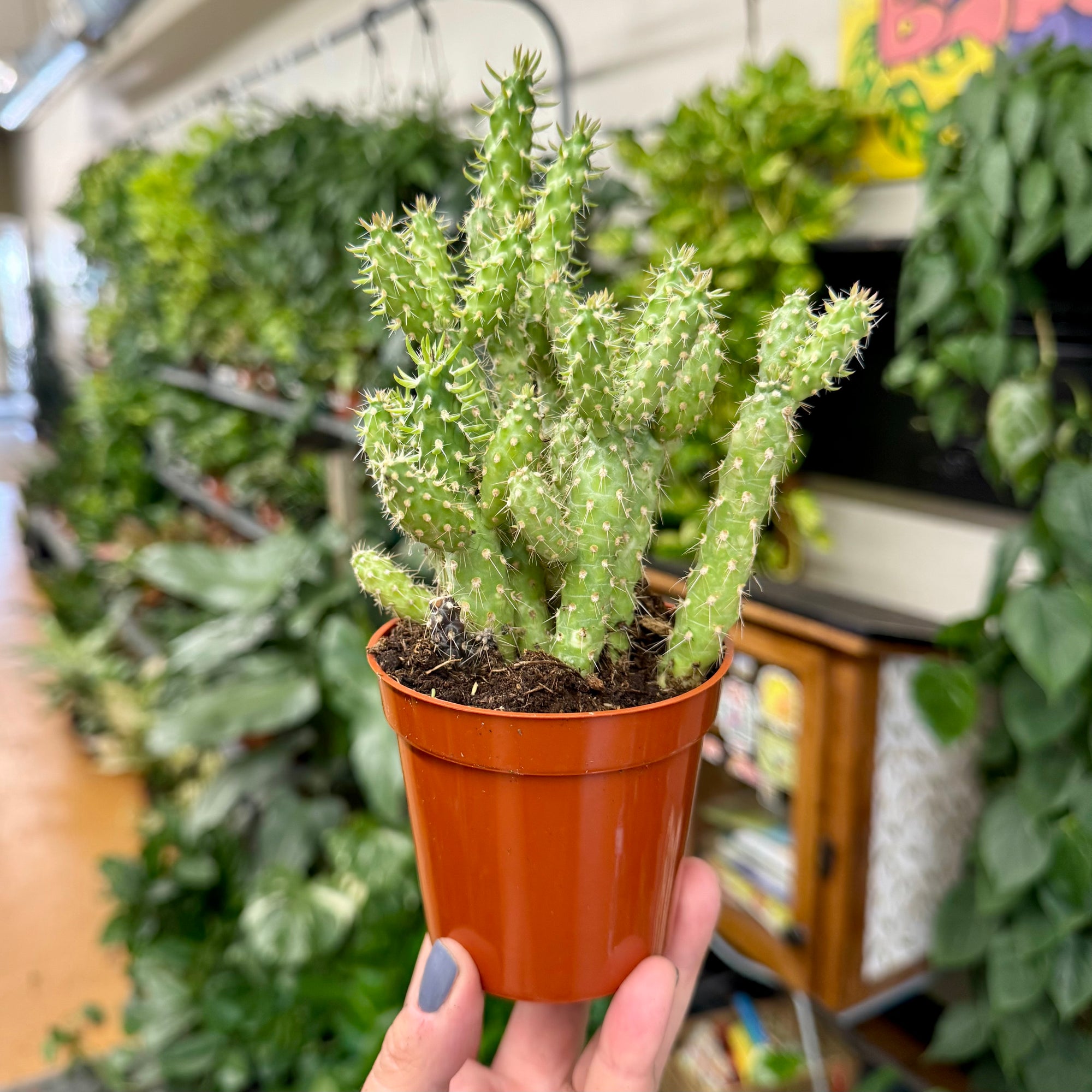 3.25” Opuntia NOID