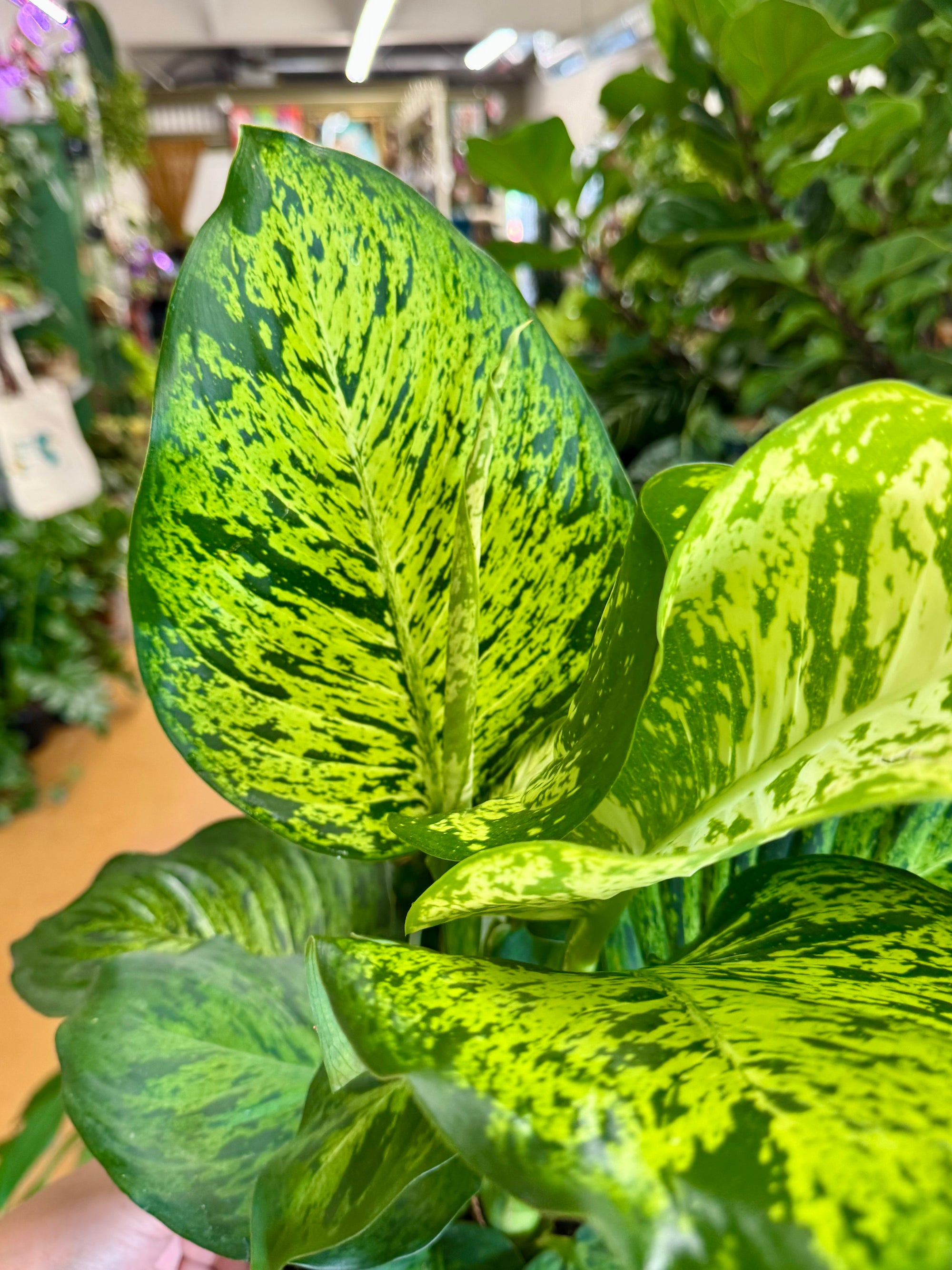 6” Dieffenbachia Mars