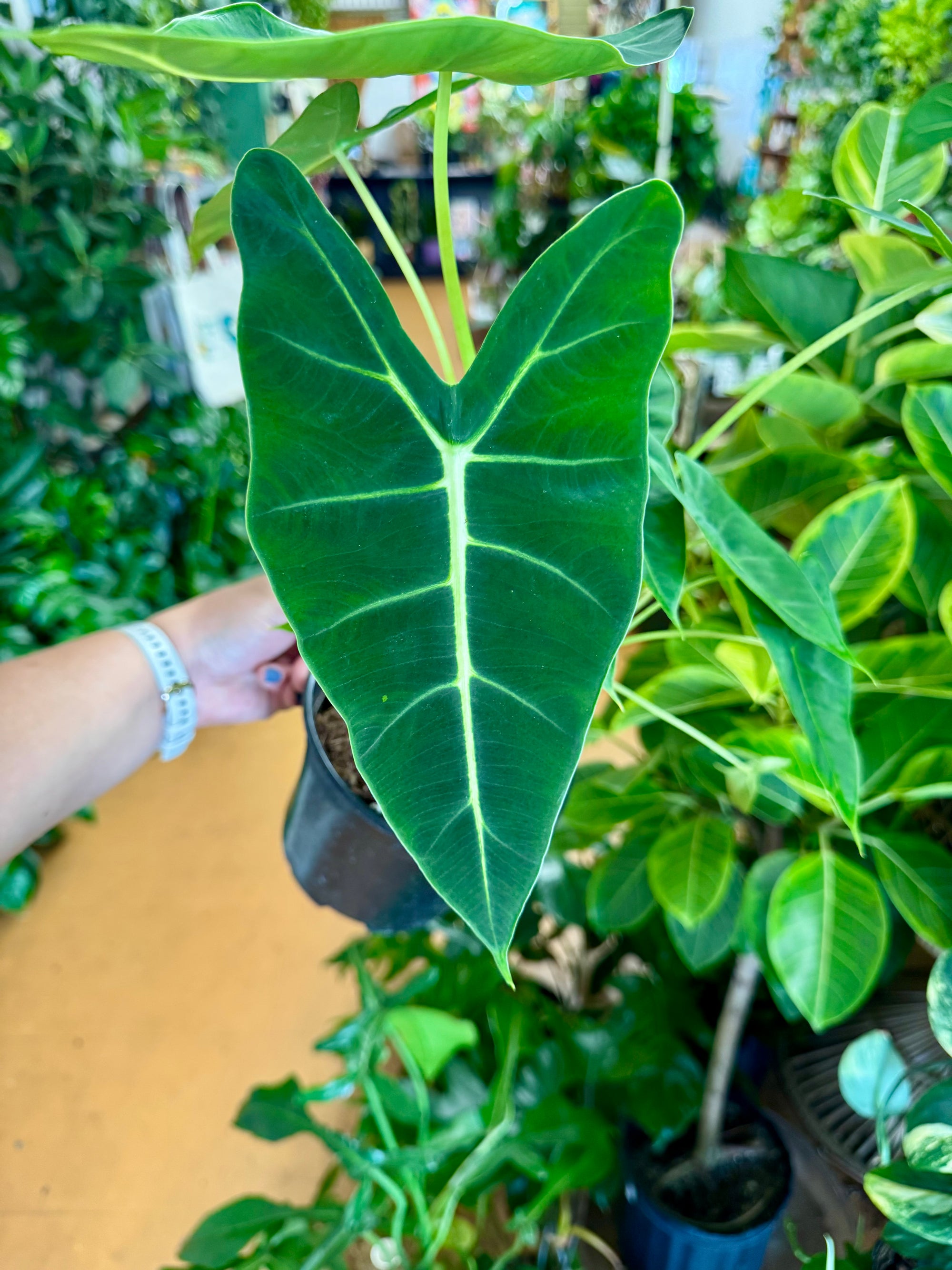 6” Alocasia Frydek