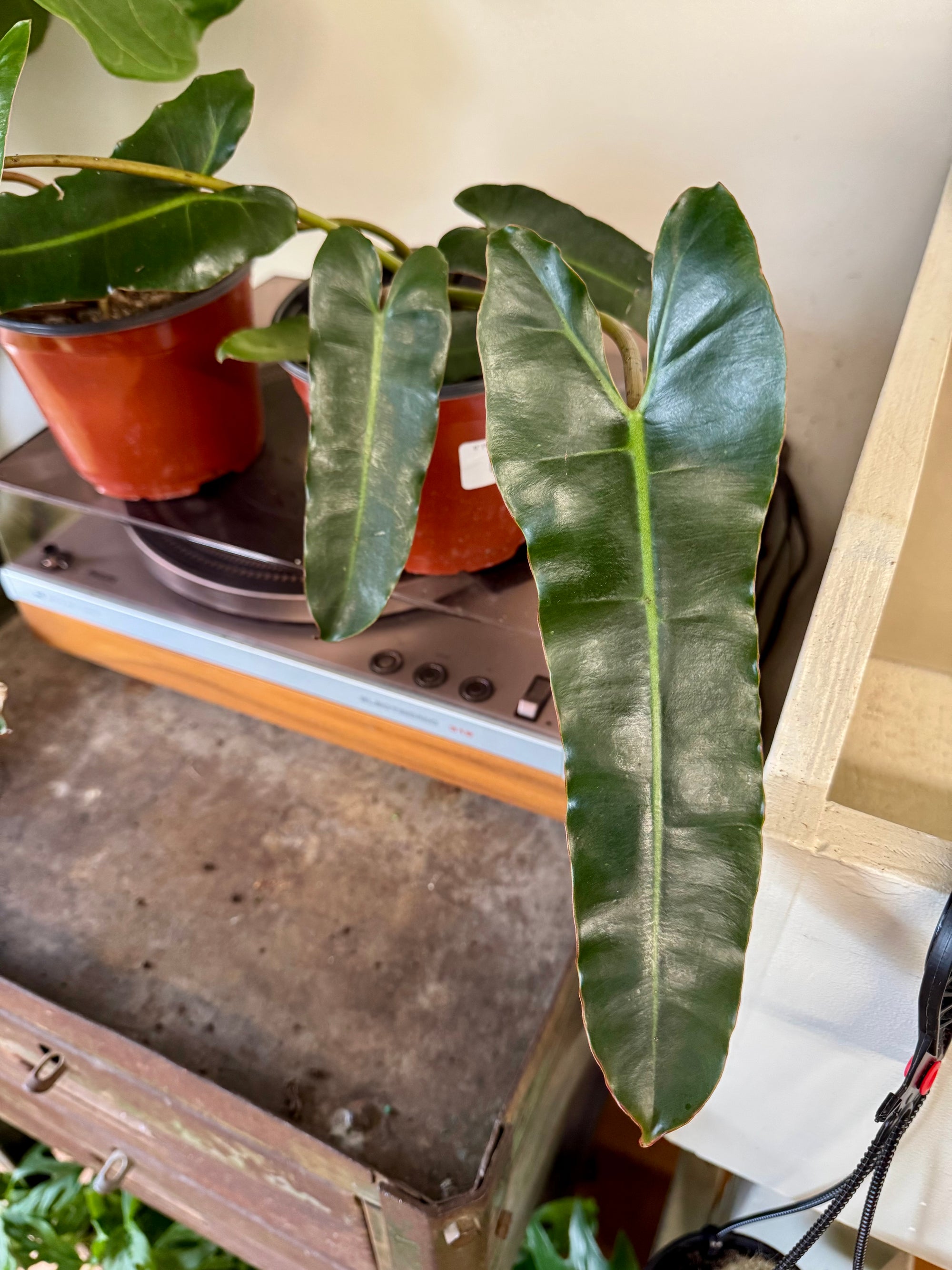 6” Philodendron Billietiae Black