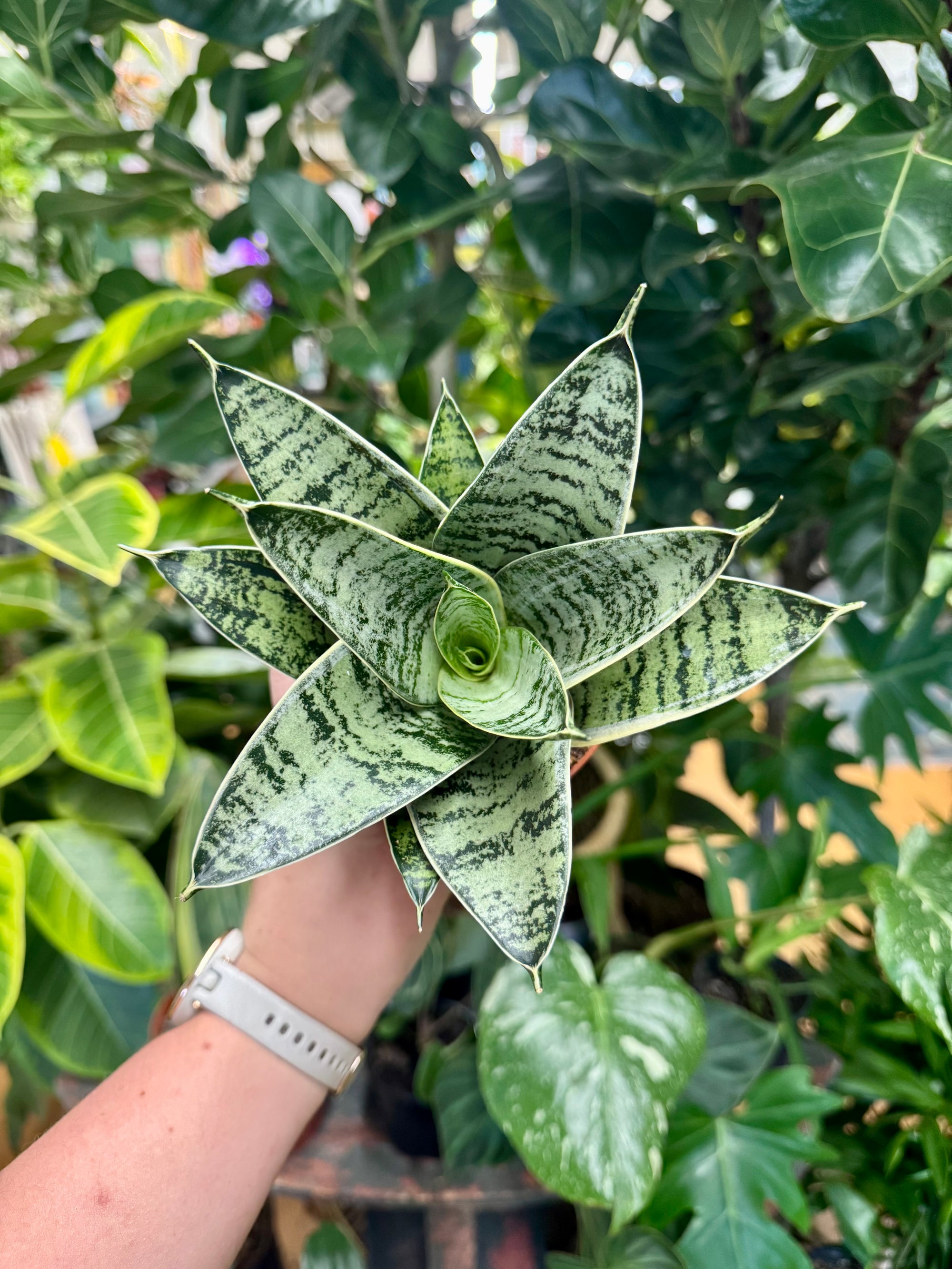 4” Sansevieria Silver Star