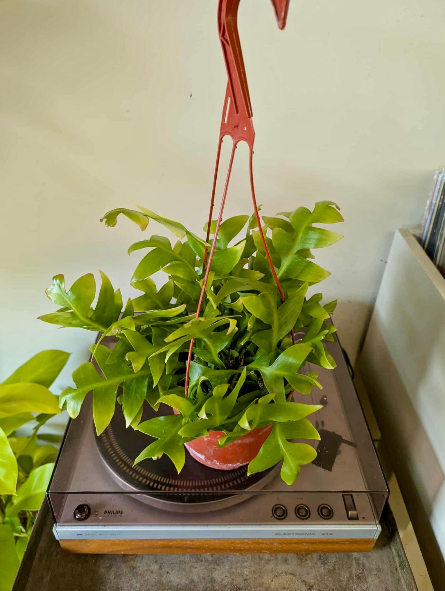 6”HB Fern Leaf Cactus