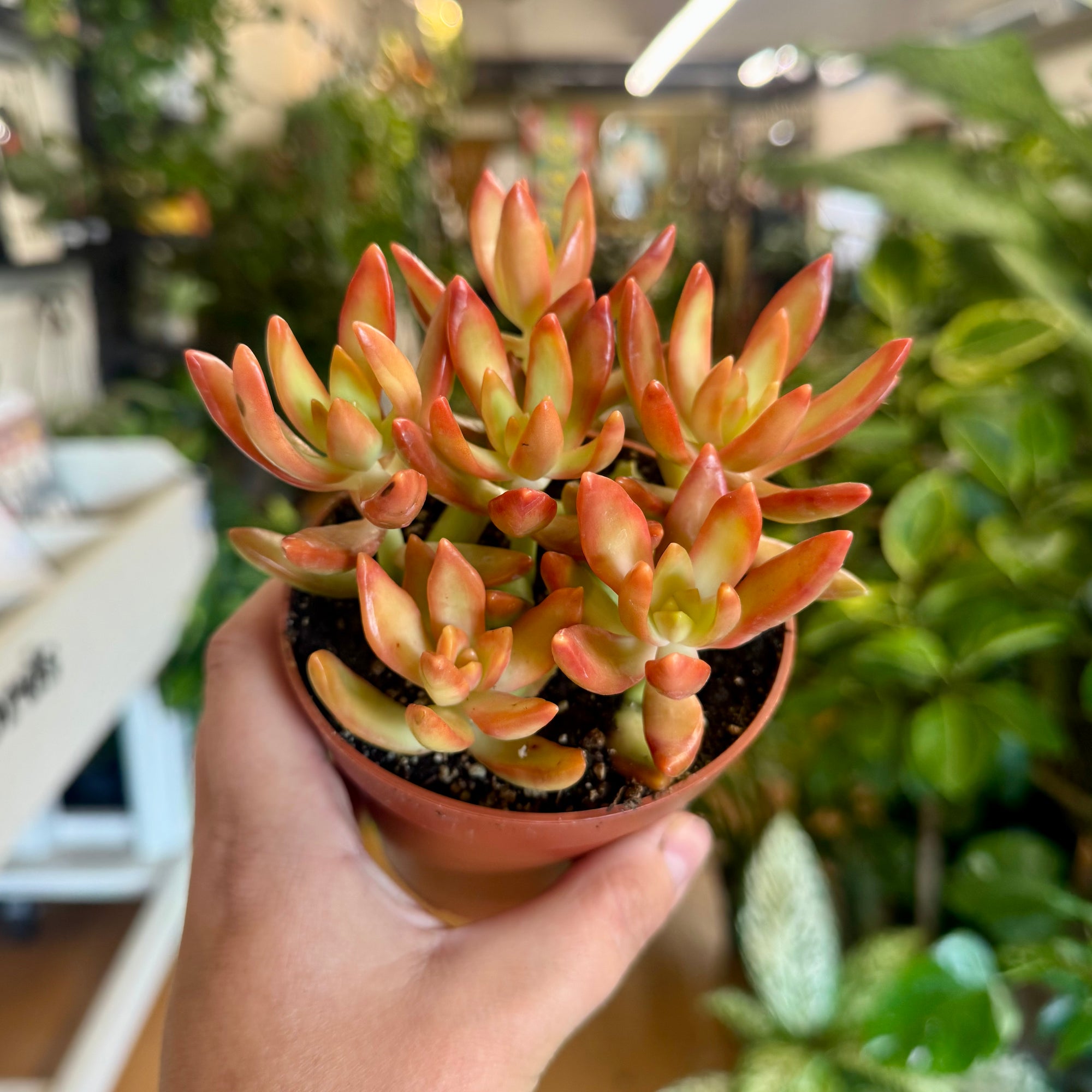 4” Sedum Coppertone