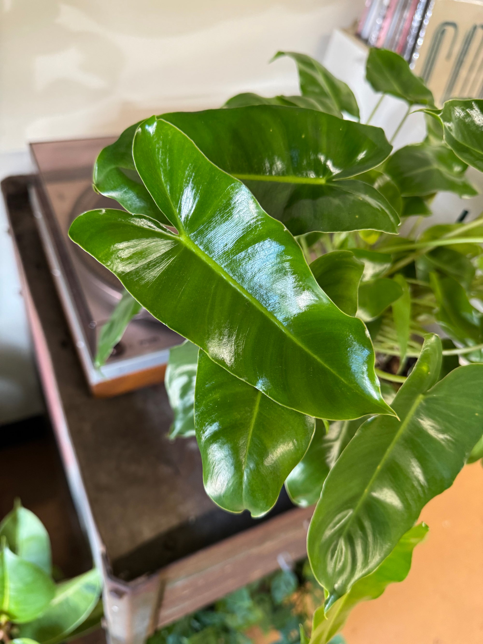 8” Philodendron Burle Marx