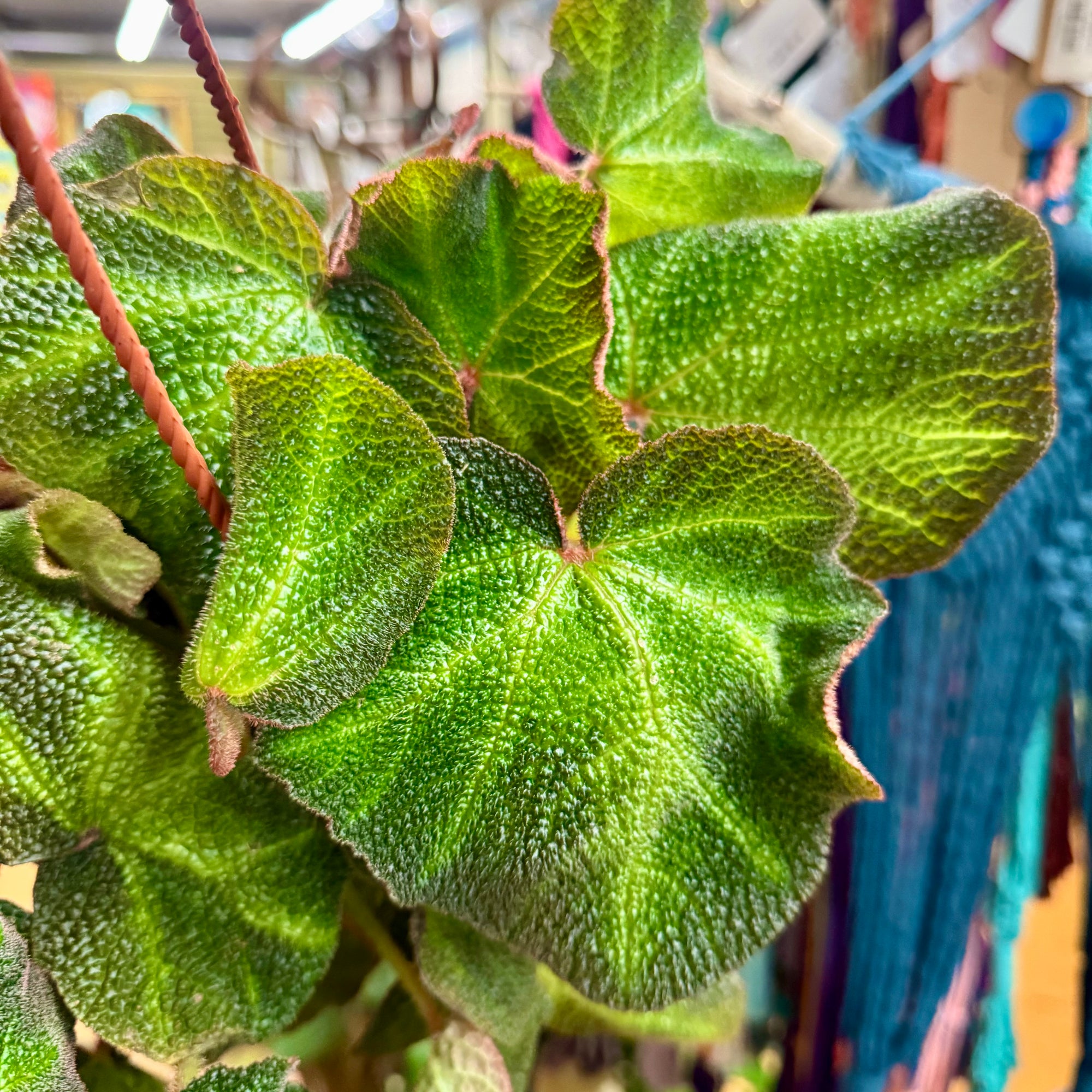 6”HB Begonia Soli-Mutata
