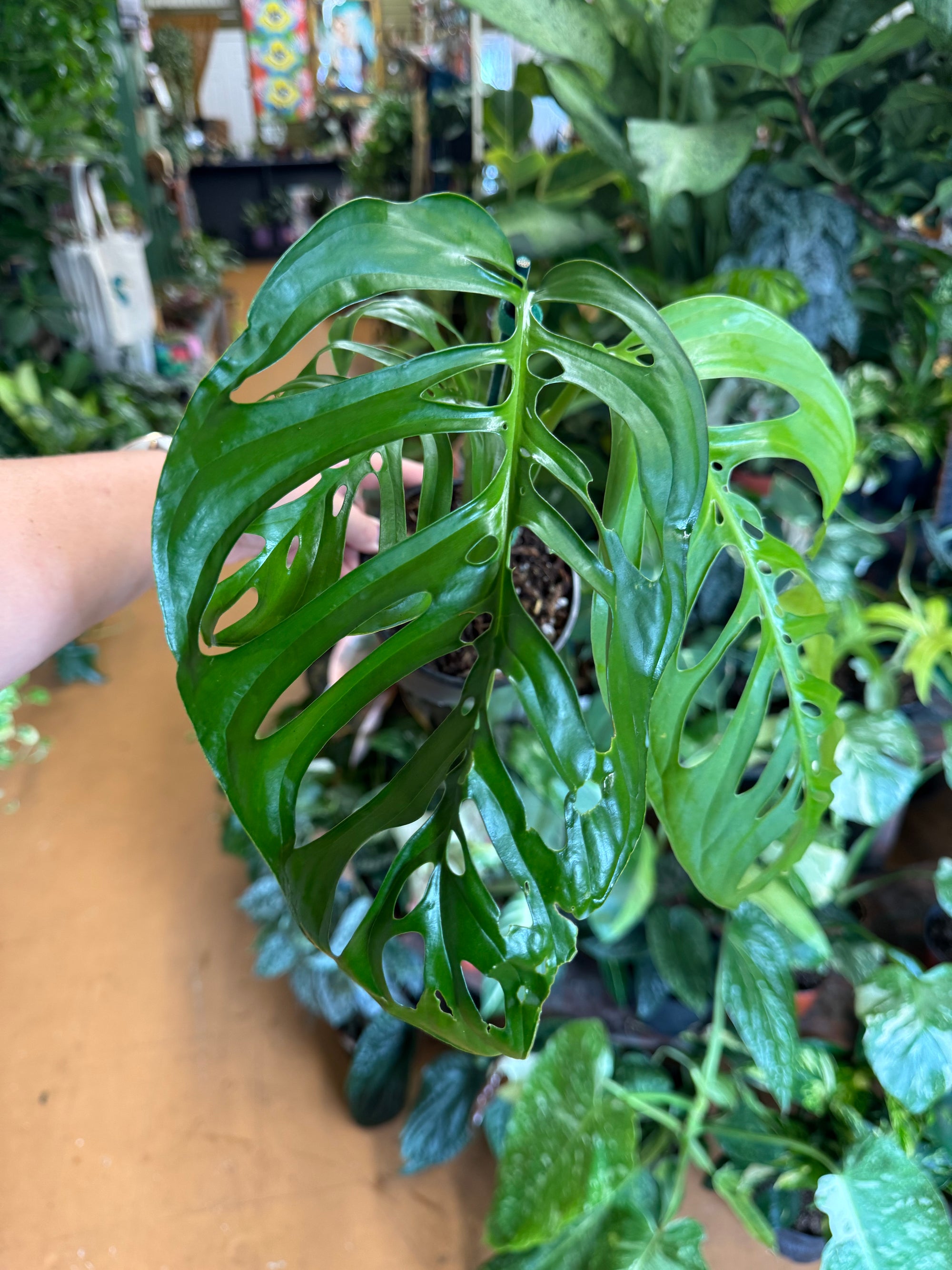 5” Monstera Esqueleto