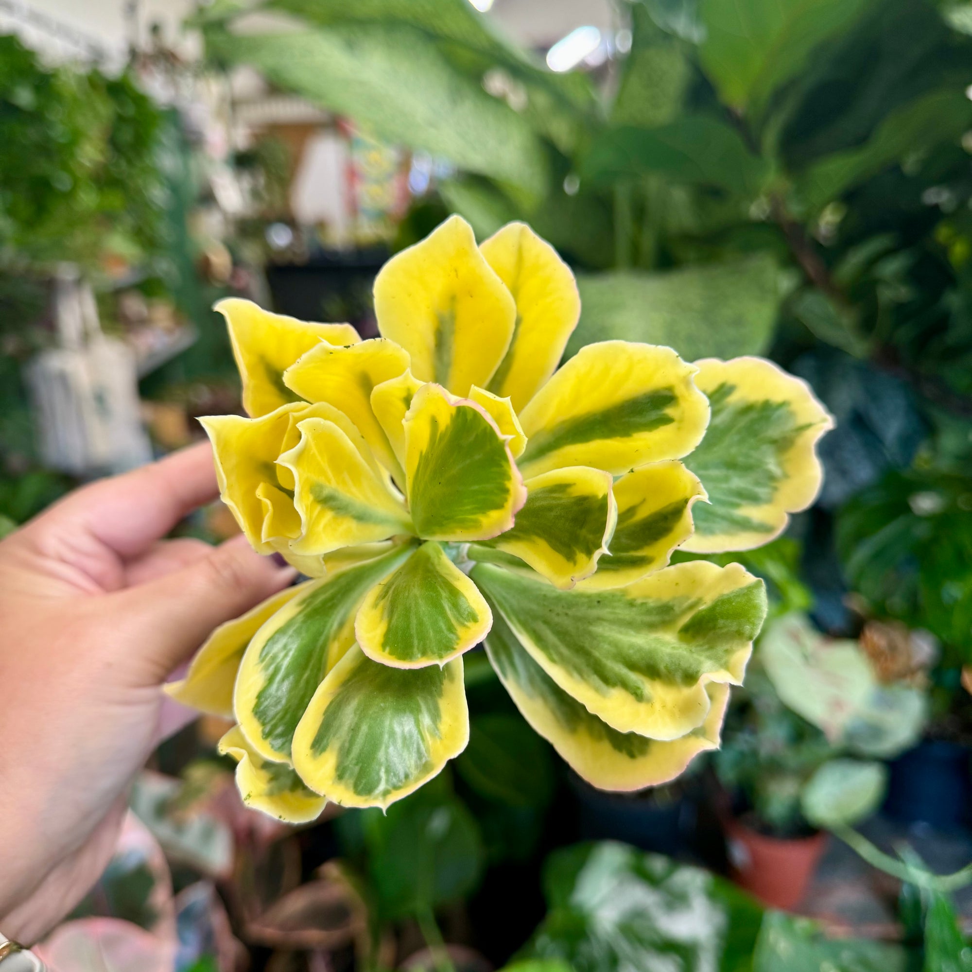 4” Variegated Euphorbia Poissonii
