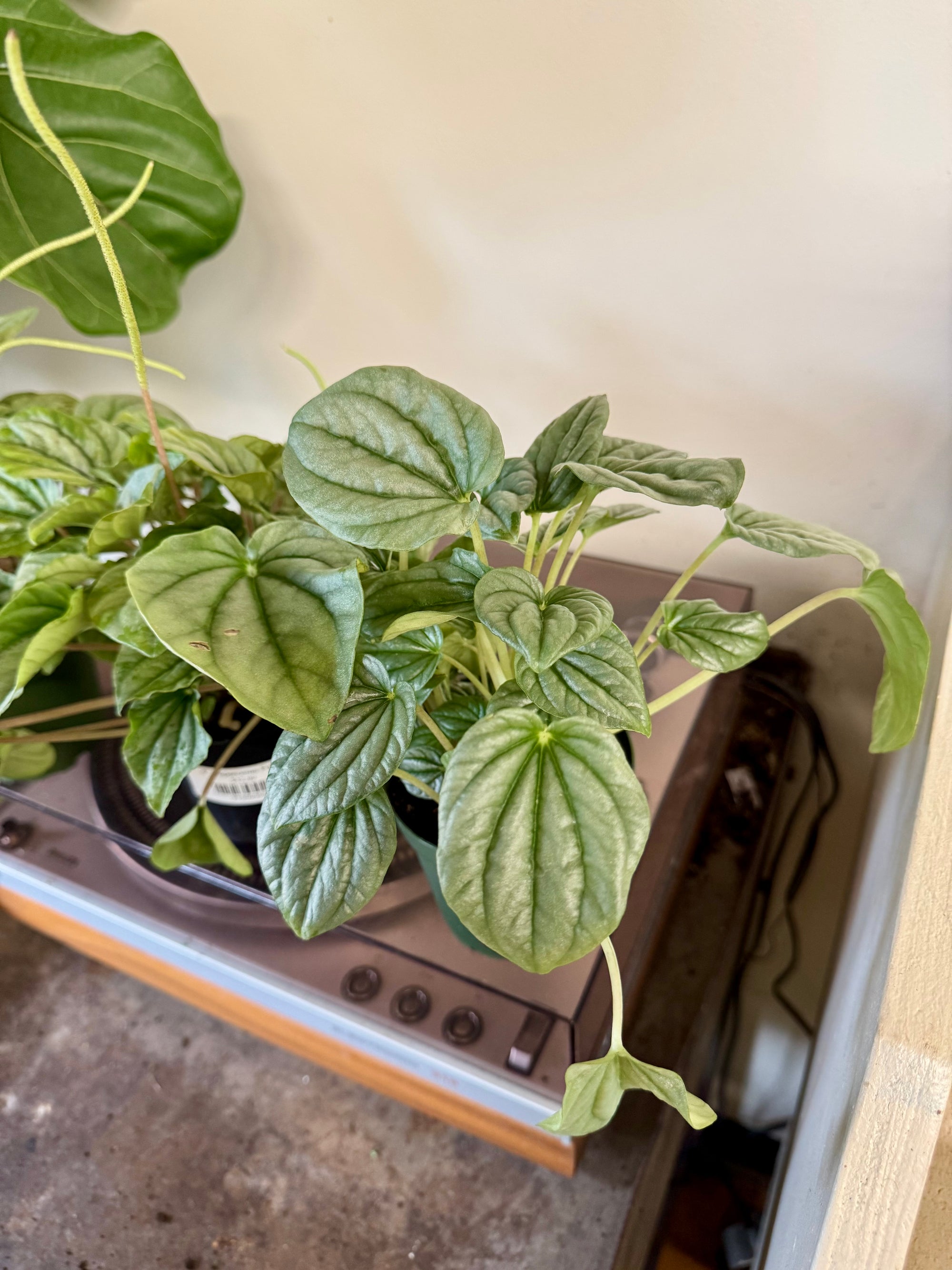 4” Peperomia Frost