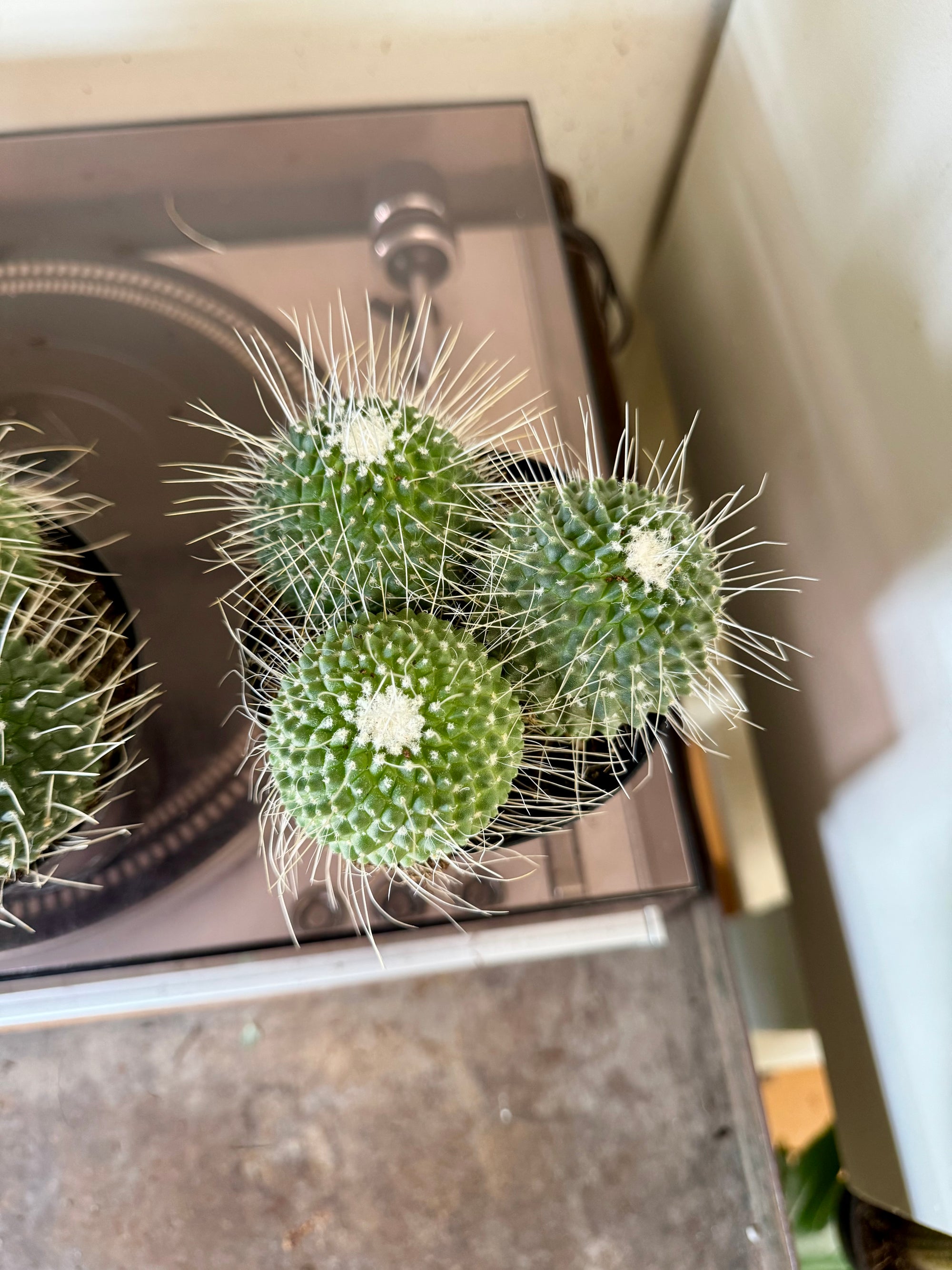 4” Mammillaria Un Pico