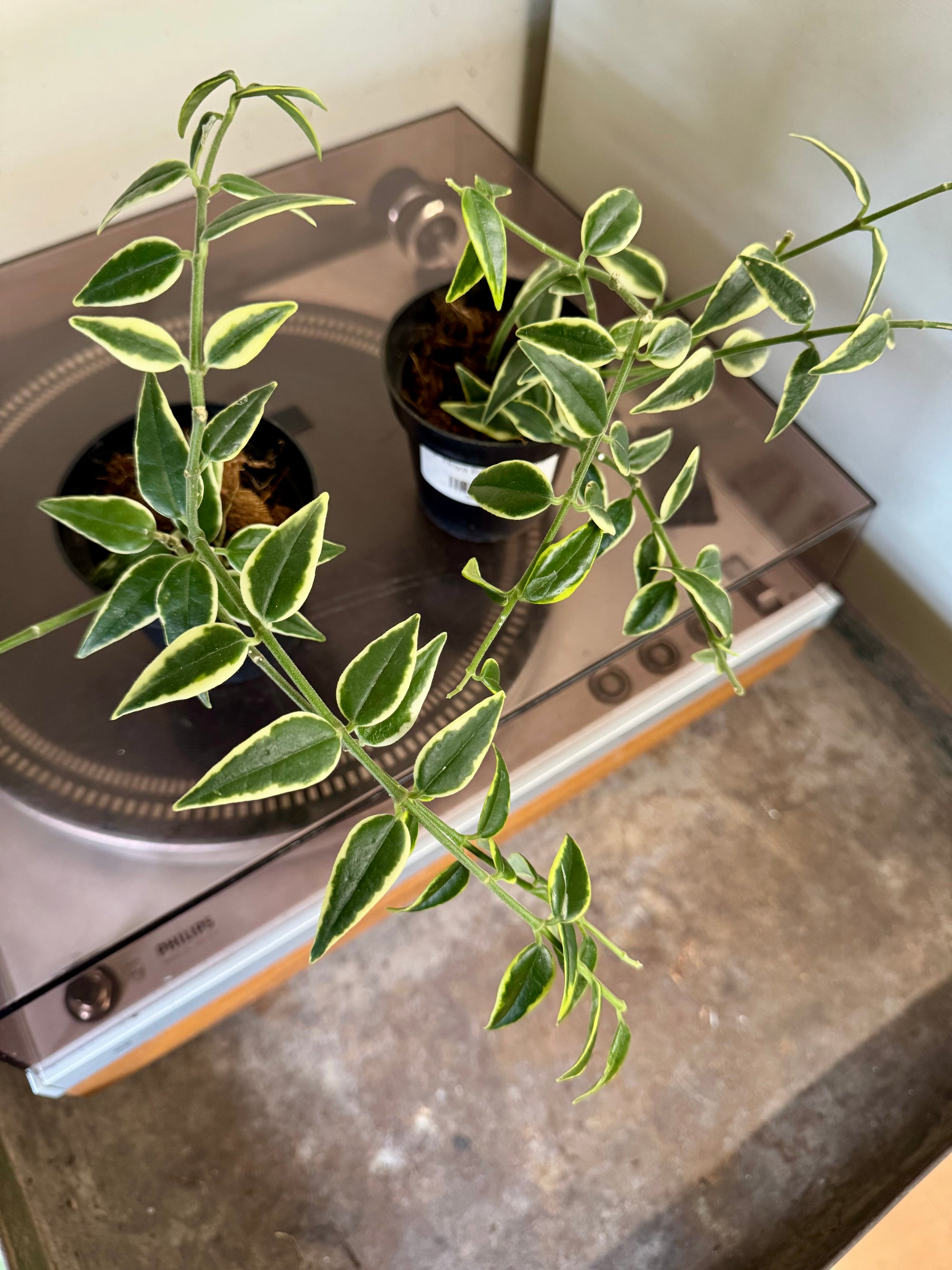 3” Hoya Bella Outer Var.