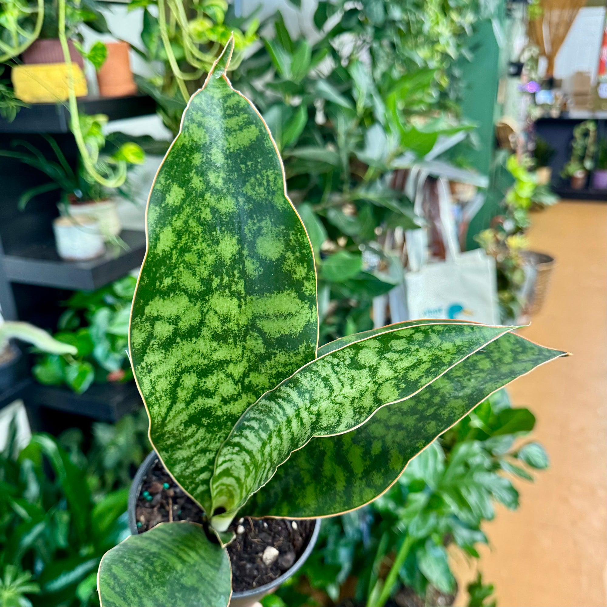 5” Sansevieria Whale Fin