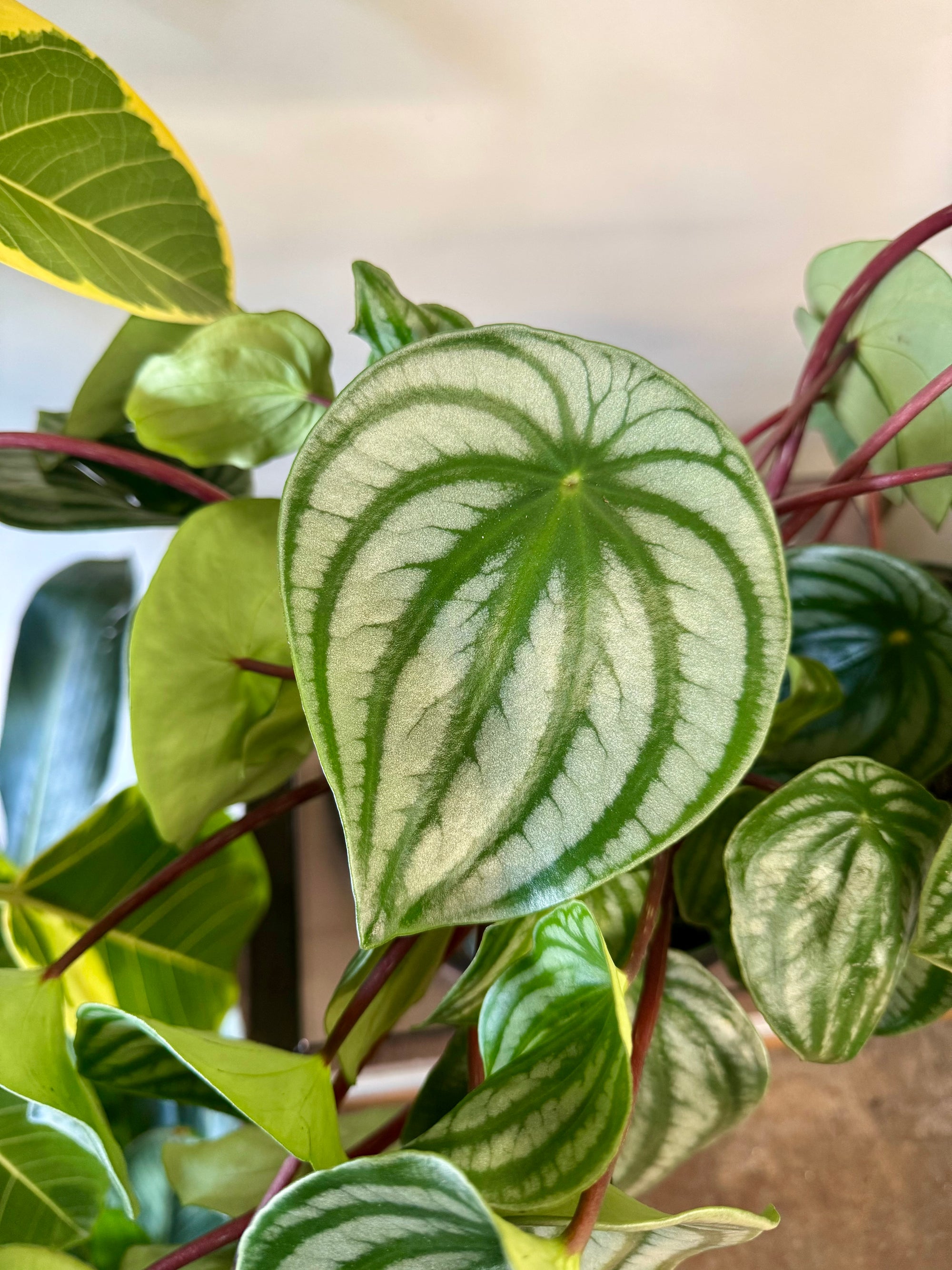 4” Peperomia Watermelon