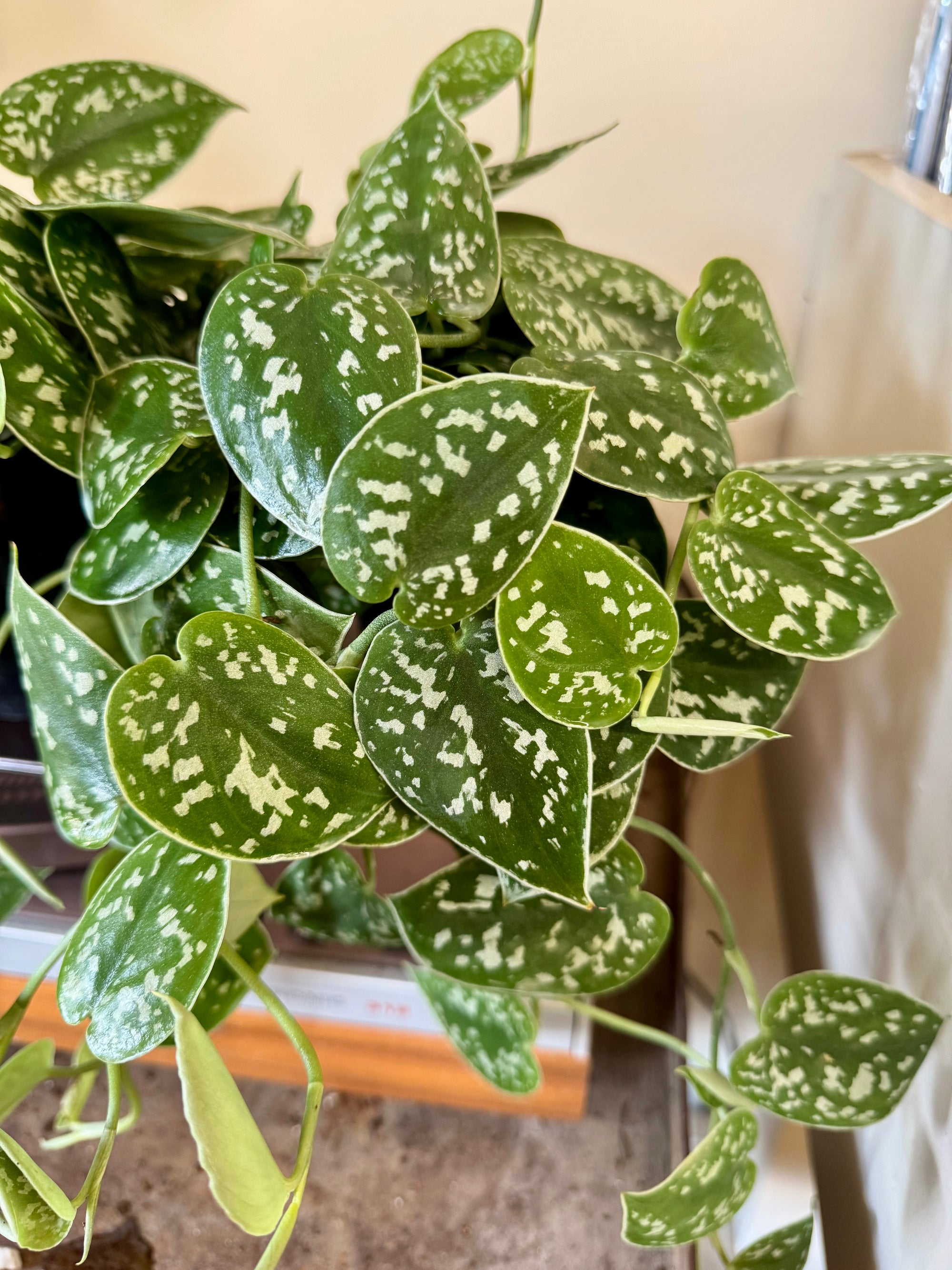 4” Scindapsus Argyeaus