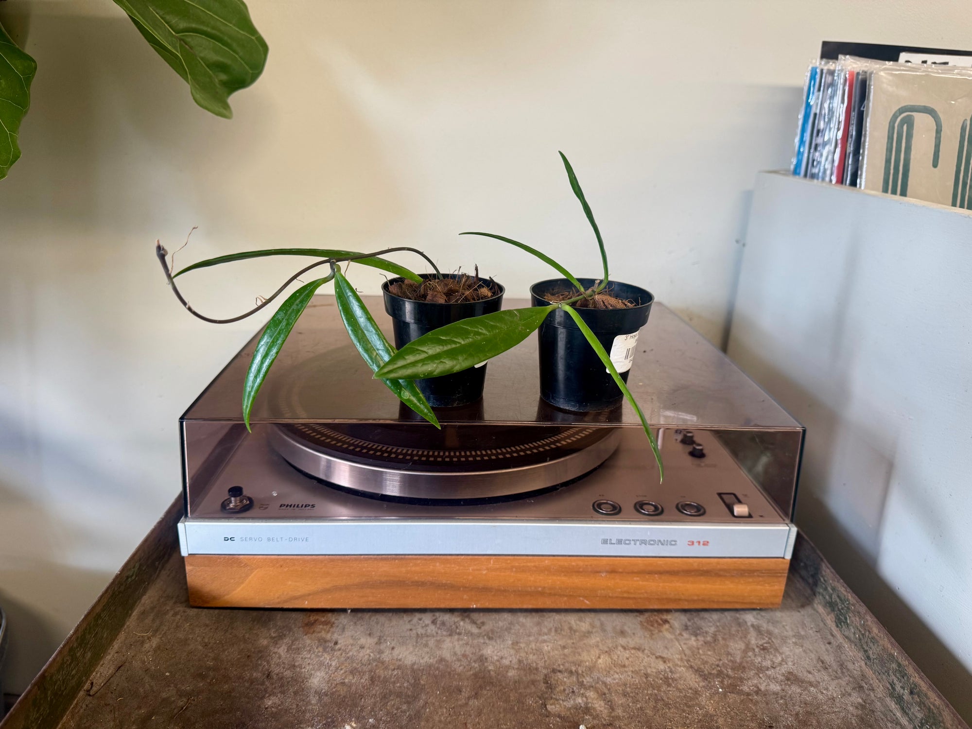 3” Hoya Sulawesiana