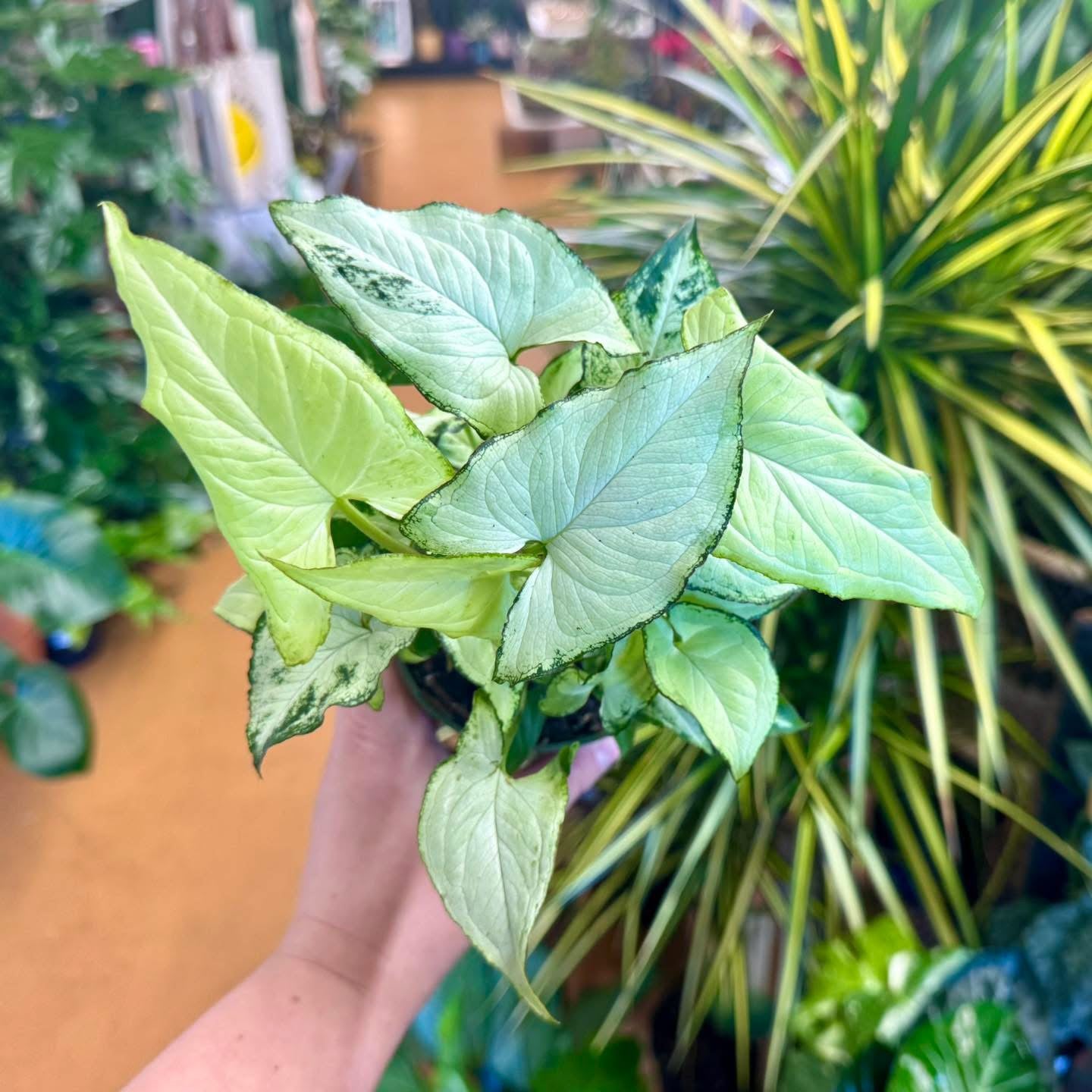 4” Syngonium Holly M