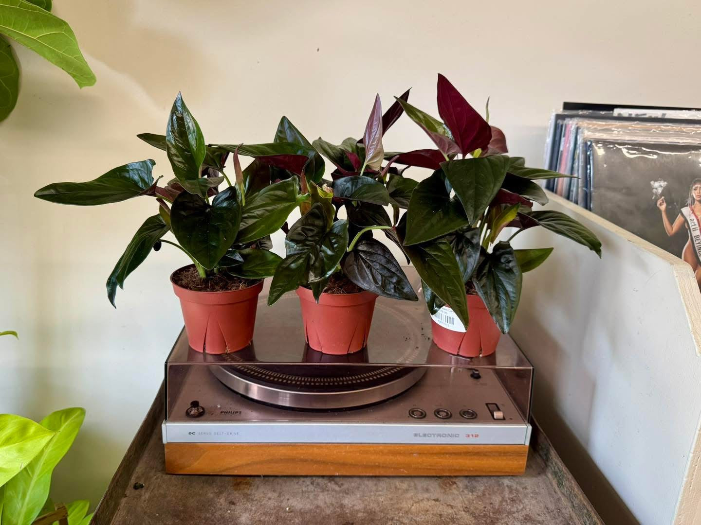 4" Syngonium llano Carti Road