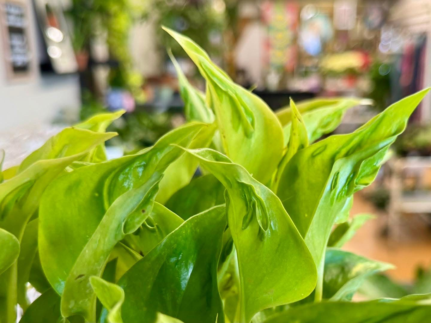 6" Epi Champs Elysees