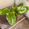 4” Philodendron 'Green Congo Nuclear' Variegated